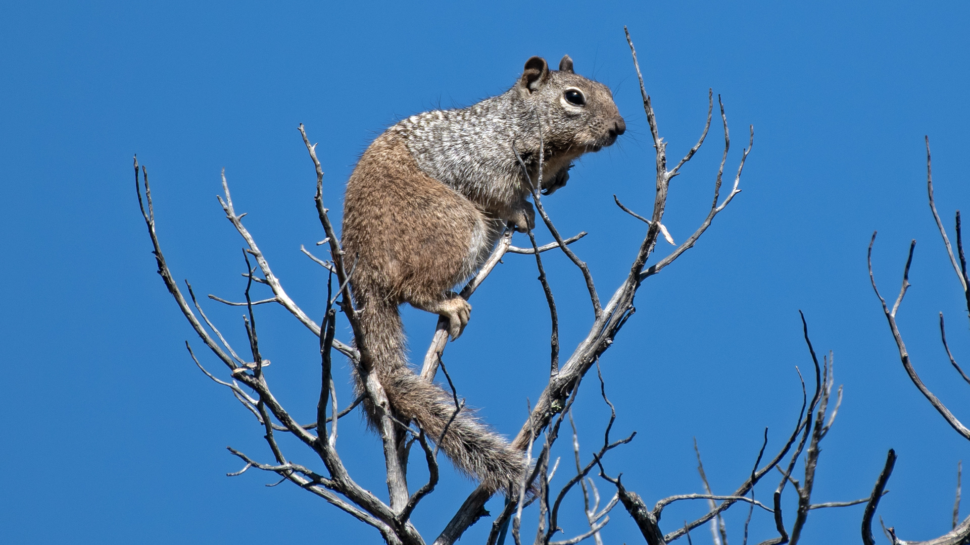 Perching, Chamisoso Canyon, July 2025