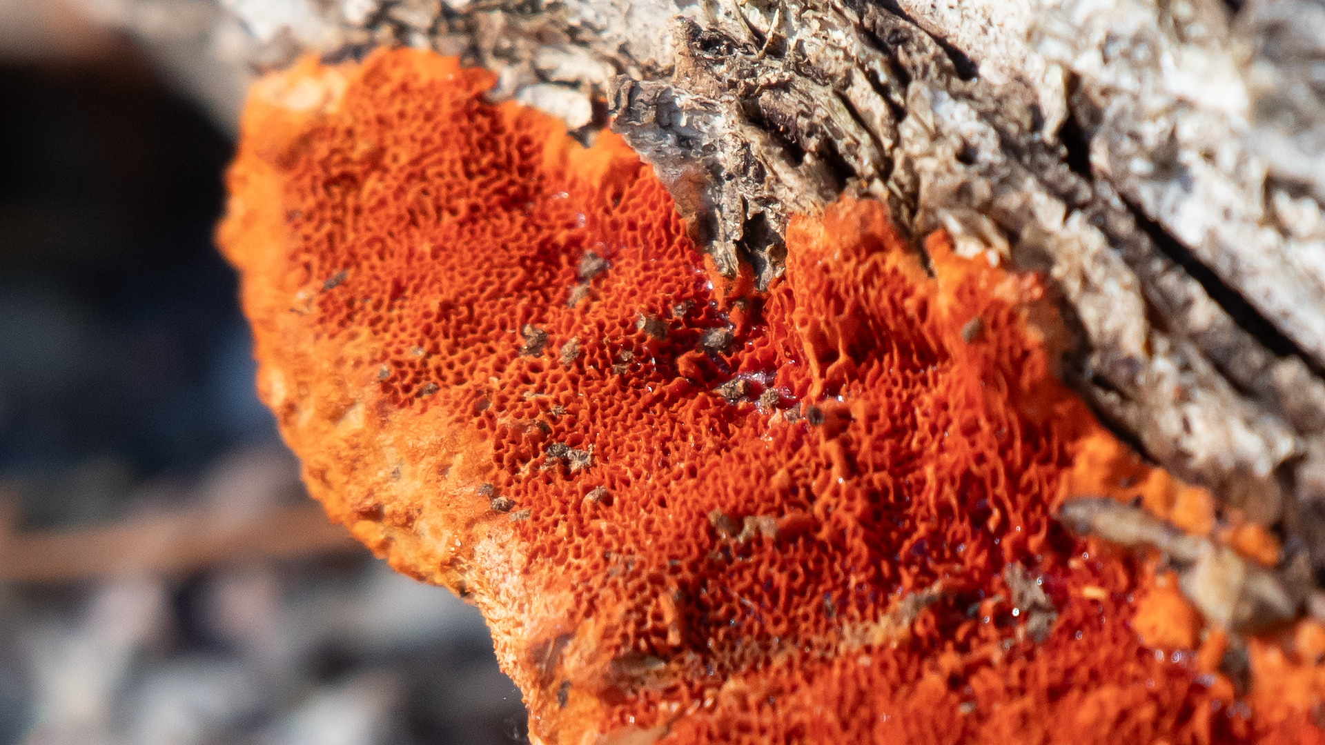 Underside, Sandia Mountains, January 2026
