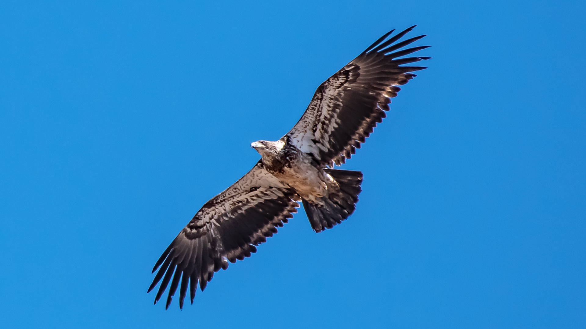 Immature, Albuquerque, February 2023