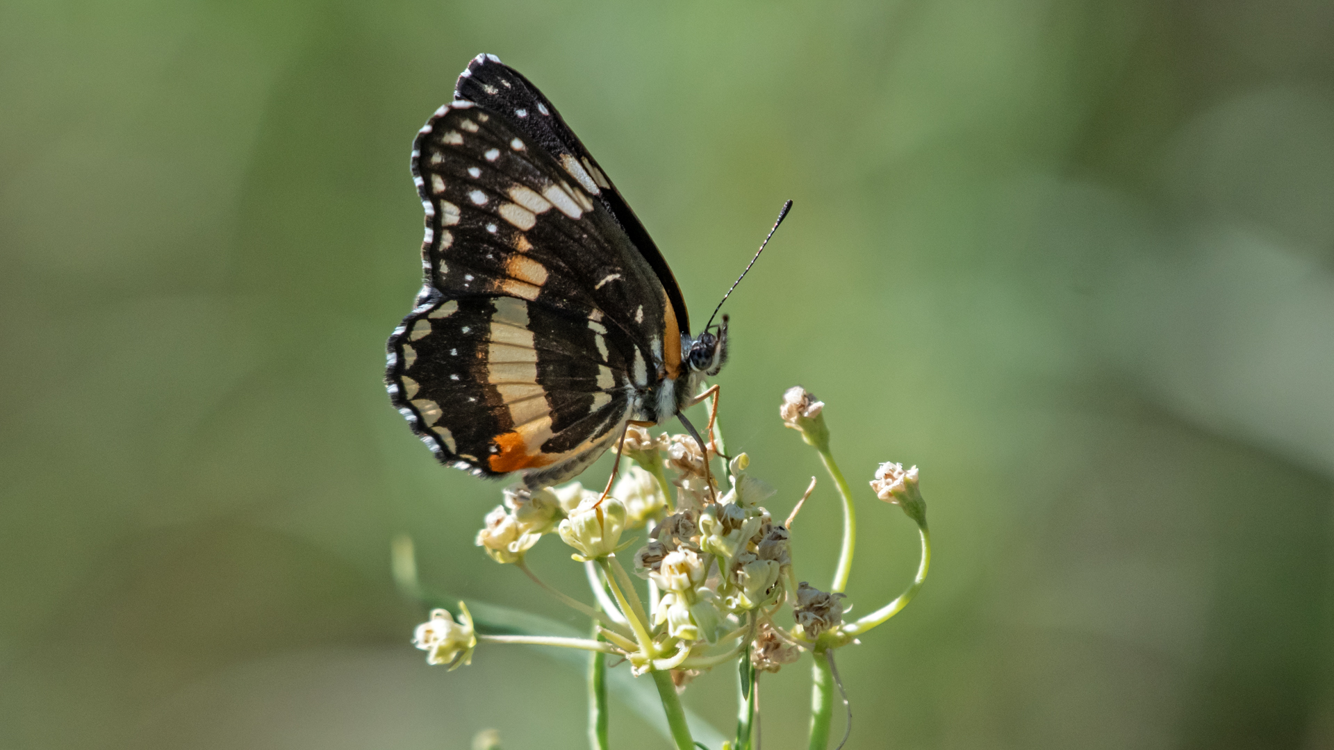 Intermediate form, Whitfield Wildlife Conservation Area, August 2024