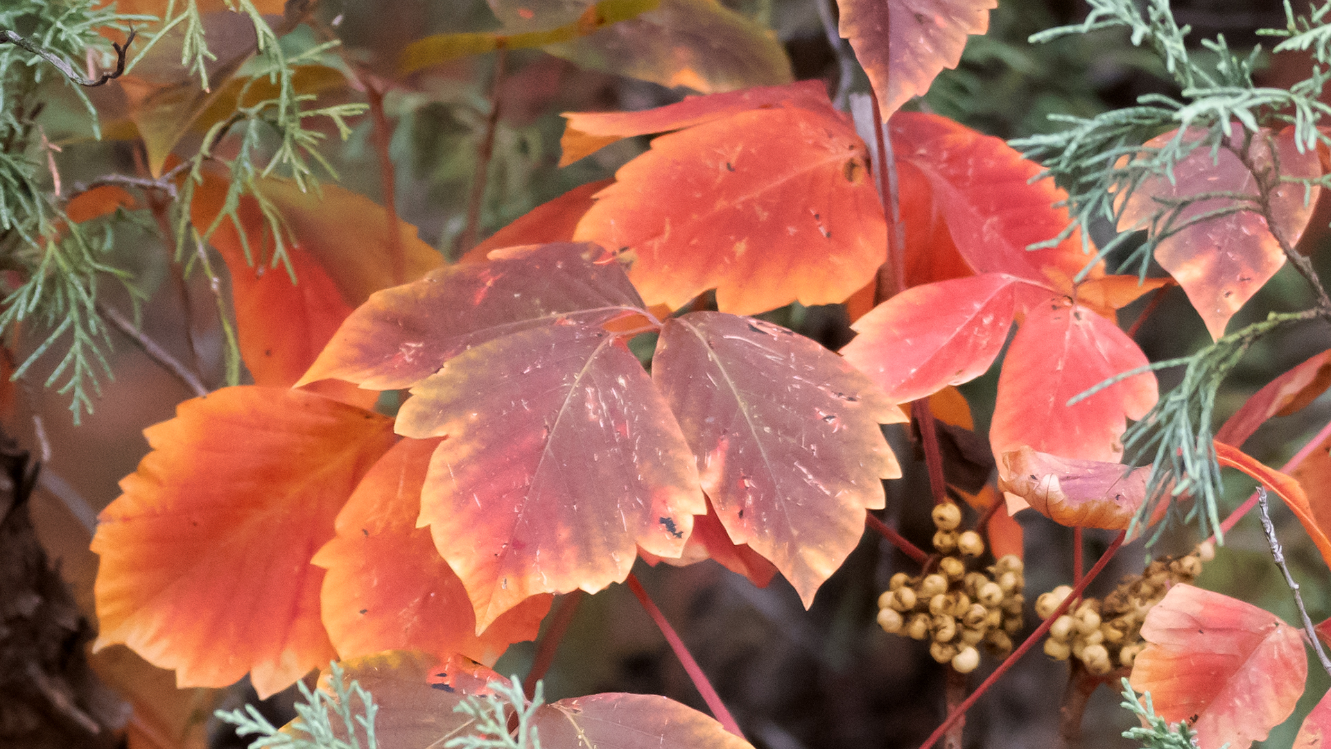 Carlito Springs, October 2025