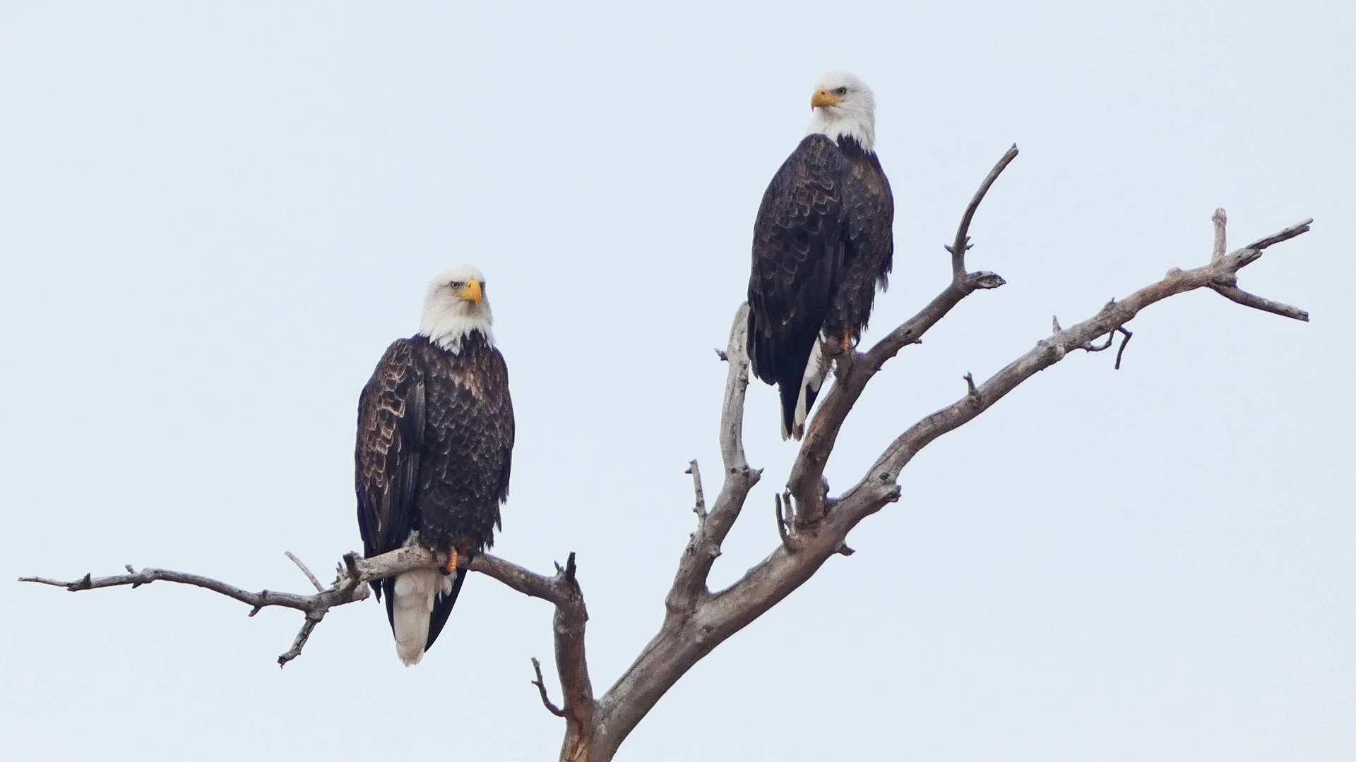Adults, Isleta Lakes, January 2023