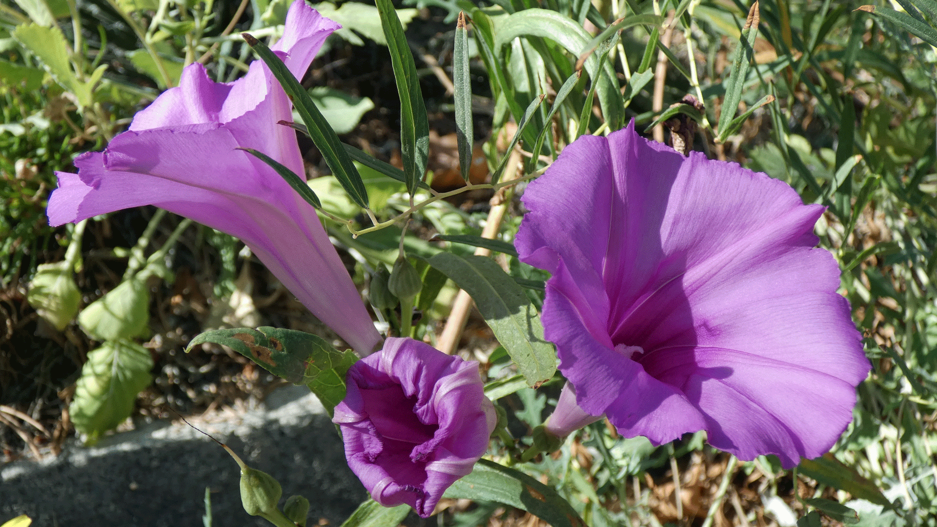 Albuquerque, September 2020