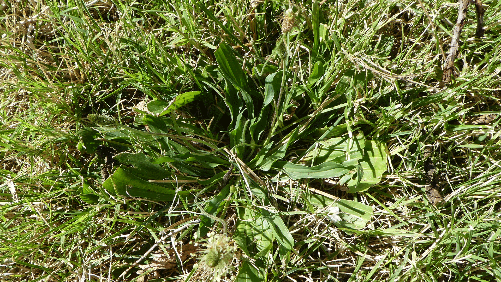 Basal leaves in mowed lawn, Albuquerque, June 2020