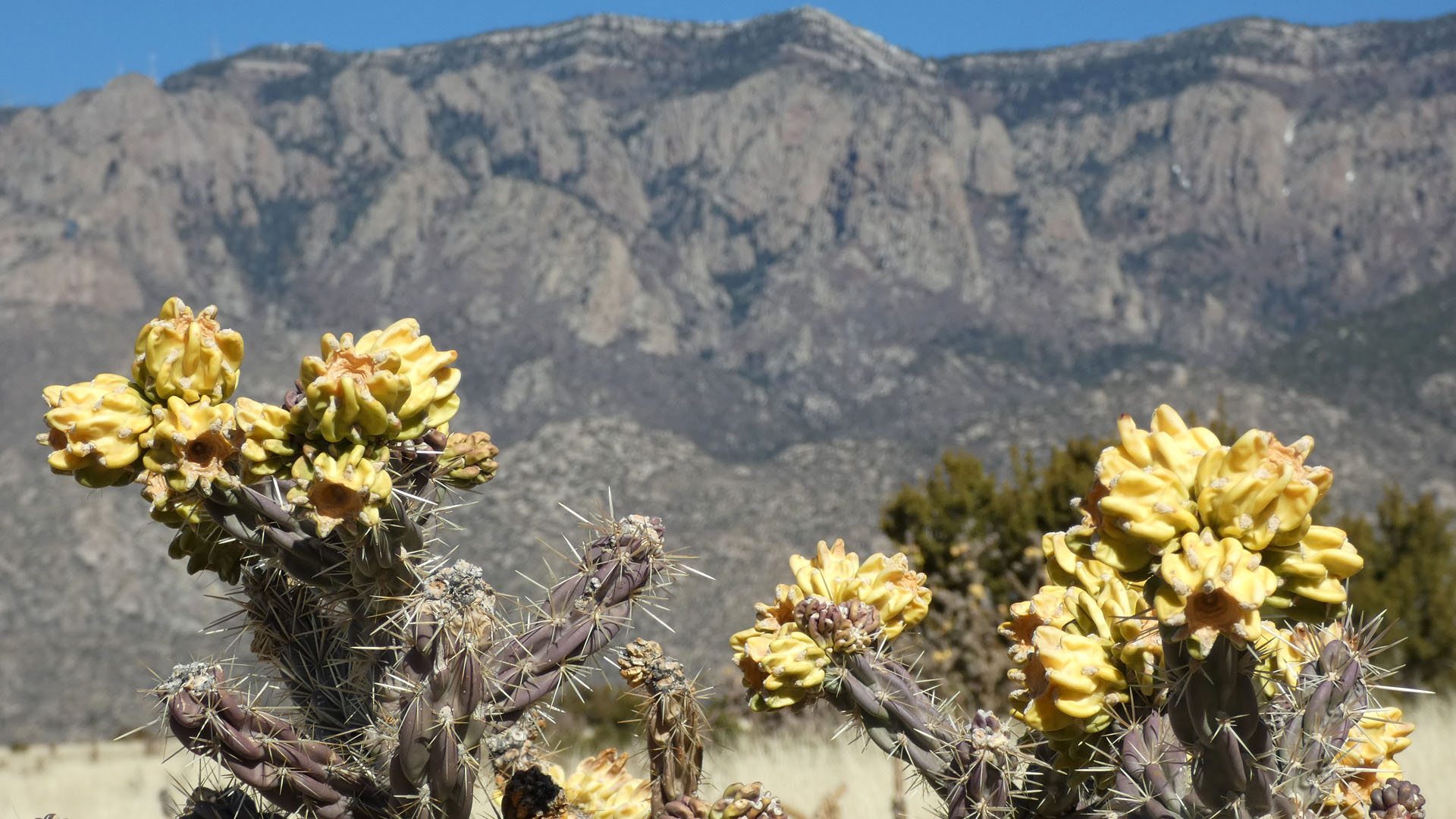 Sandia Mountains west foothills, February 2022
