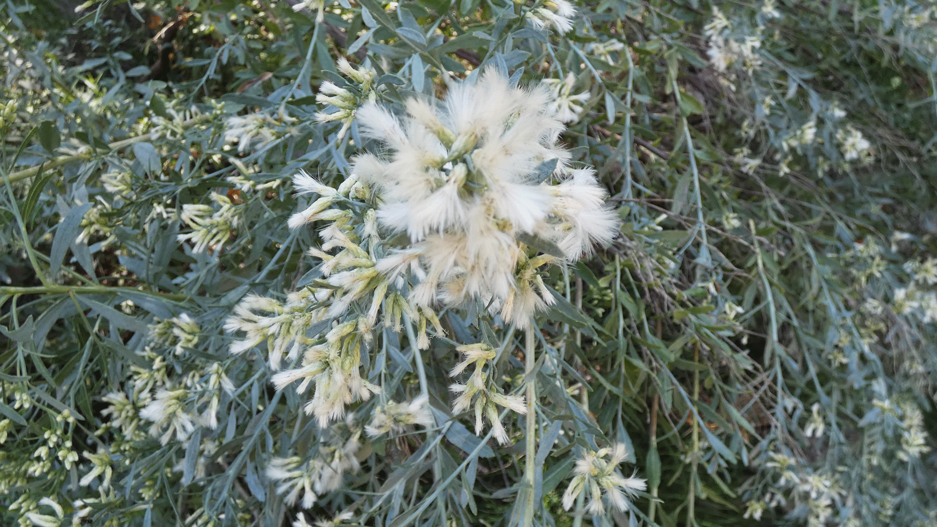 Female flowers, Rio Grande Bosque, Albuquerque, August 2020