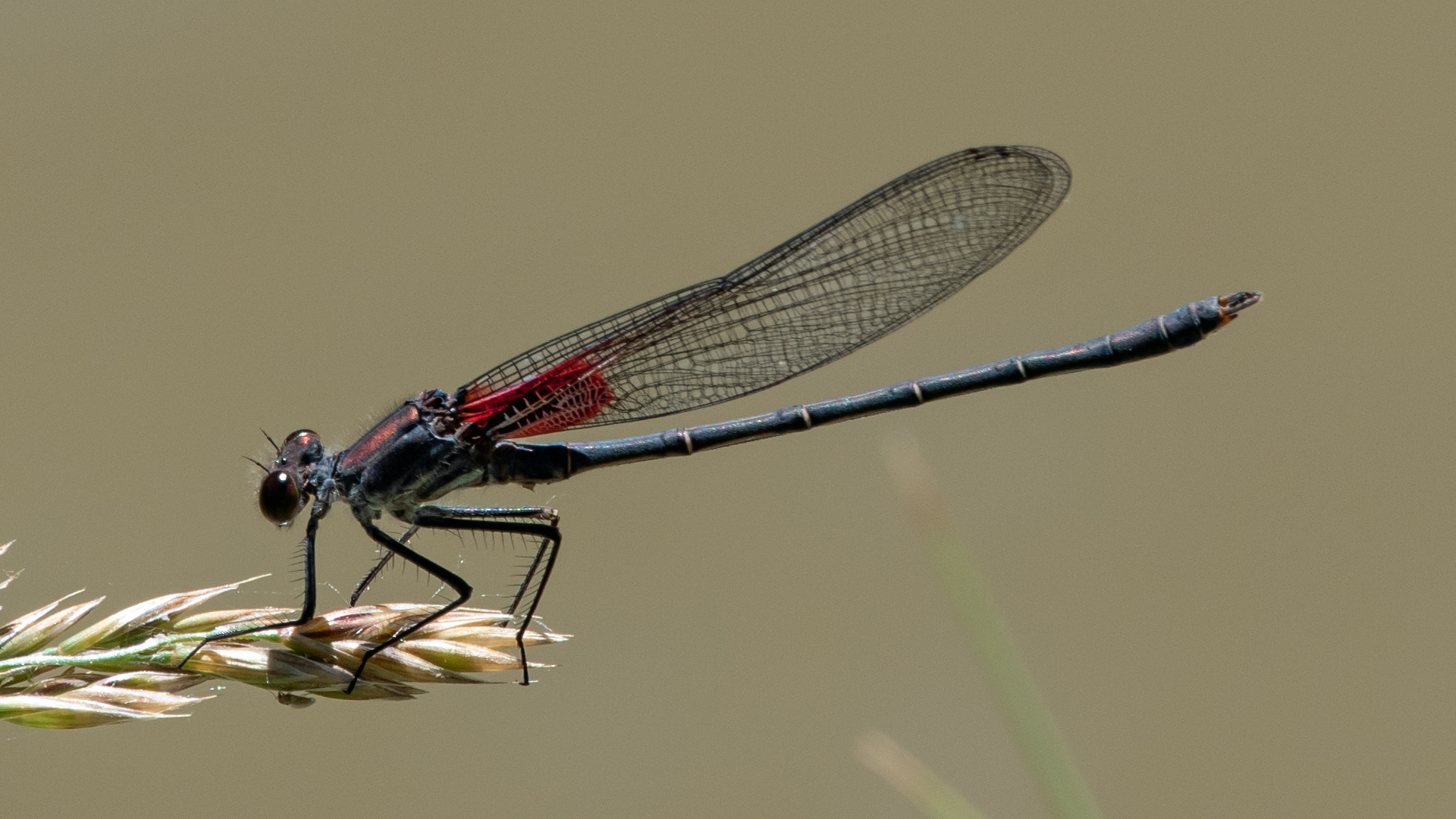 Male, Rio Grande Bosque, Albuquerque, June 2023