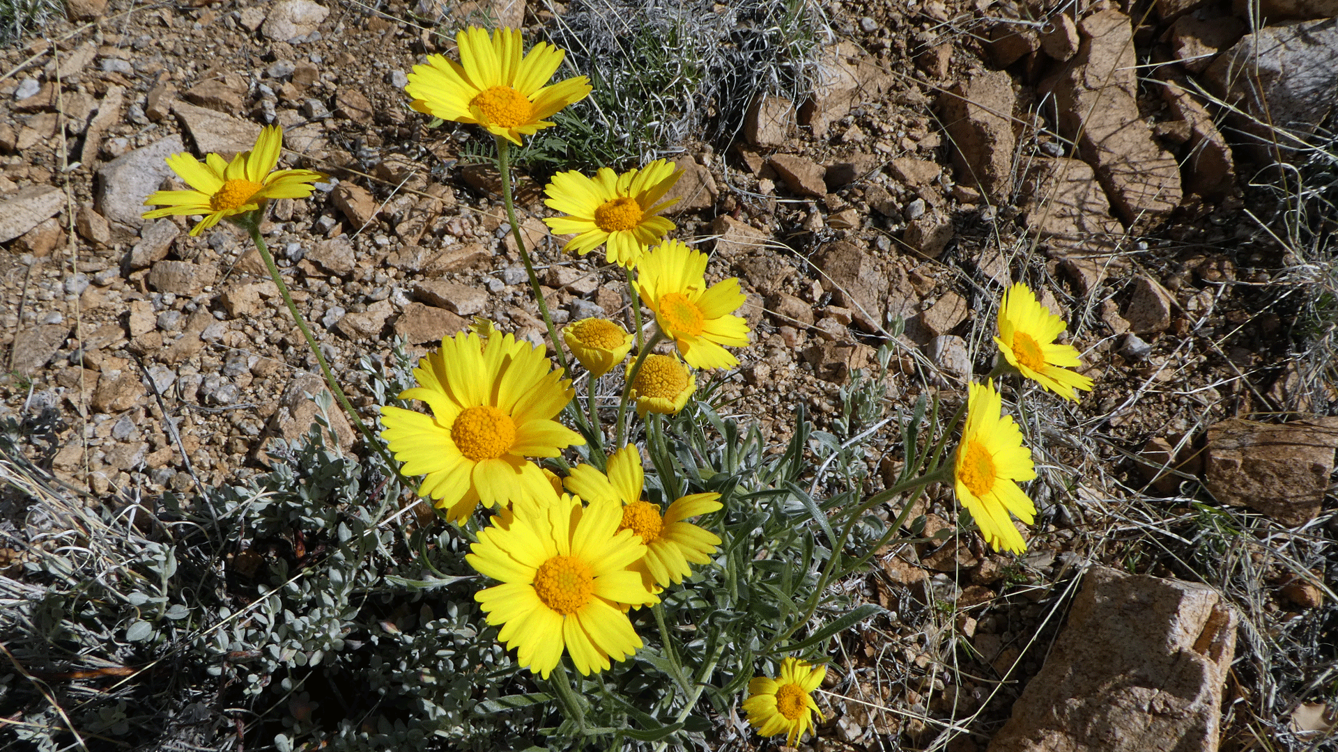 Sandia Mountains foothills, April 2019