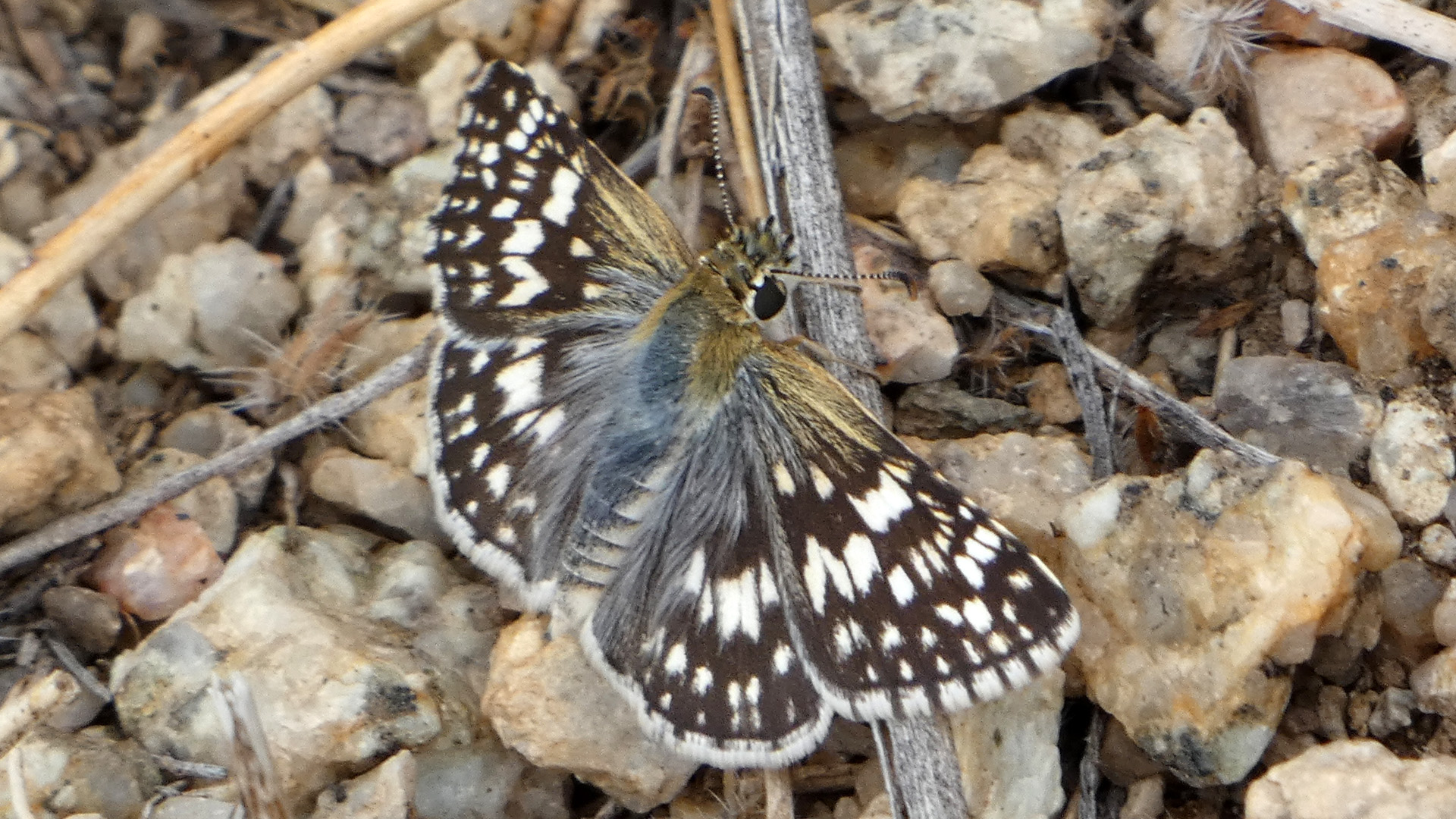 Female, Sandia Mountains west foothills, June 2021