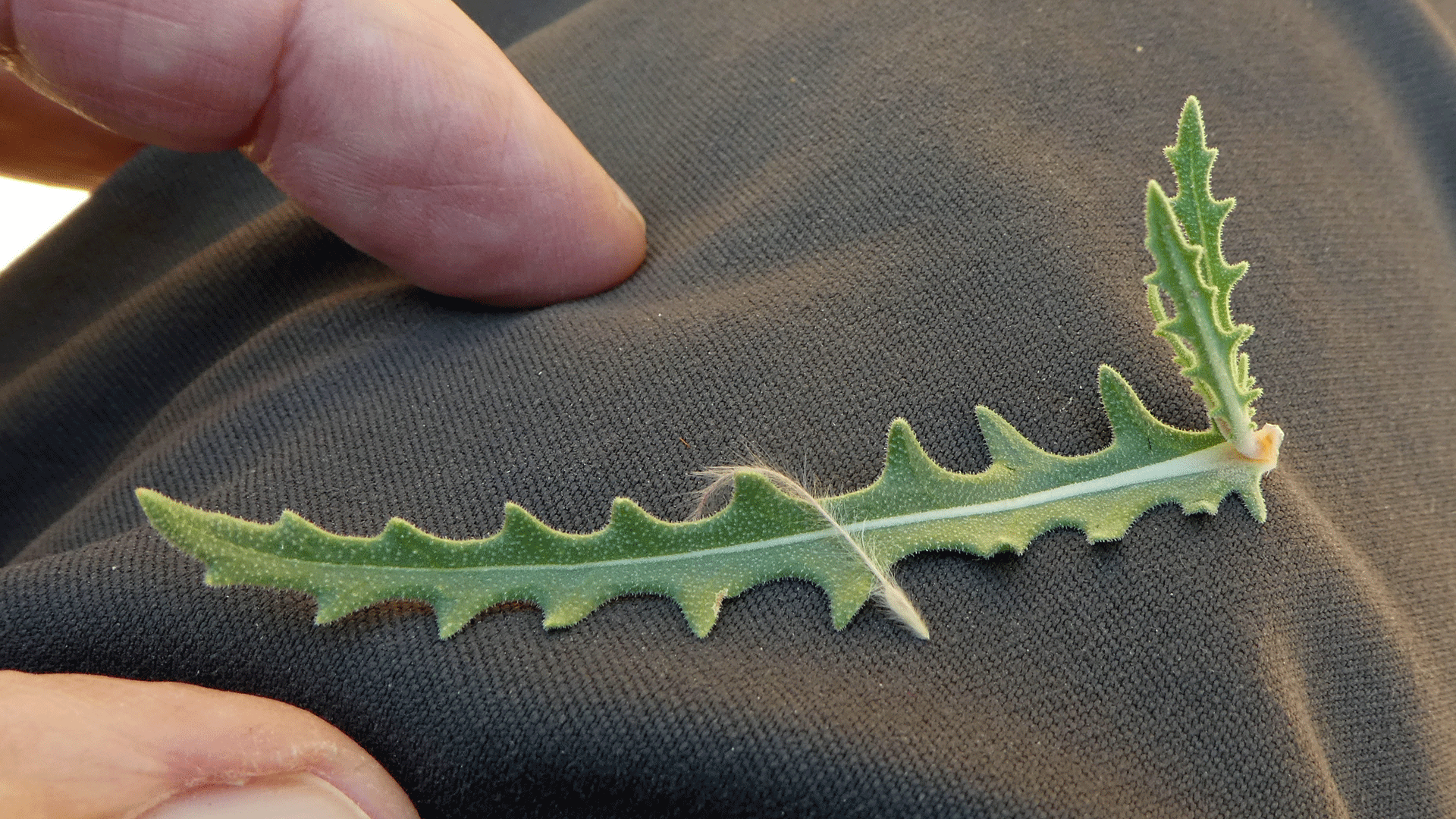 Leaf, Jemez Mountains, July 2019