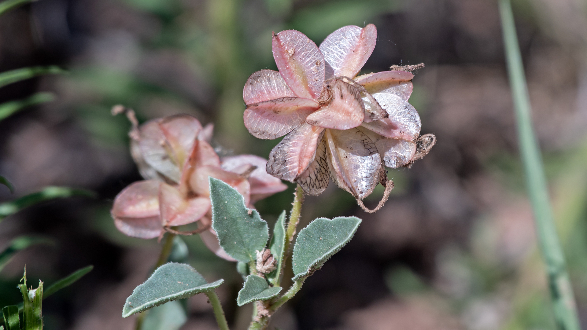 Fruits, Rio Grande Bosque, Los Chavez, June 2025