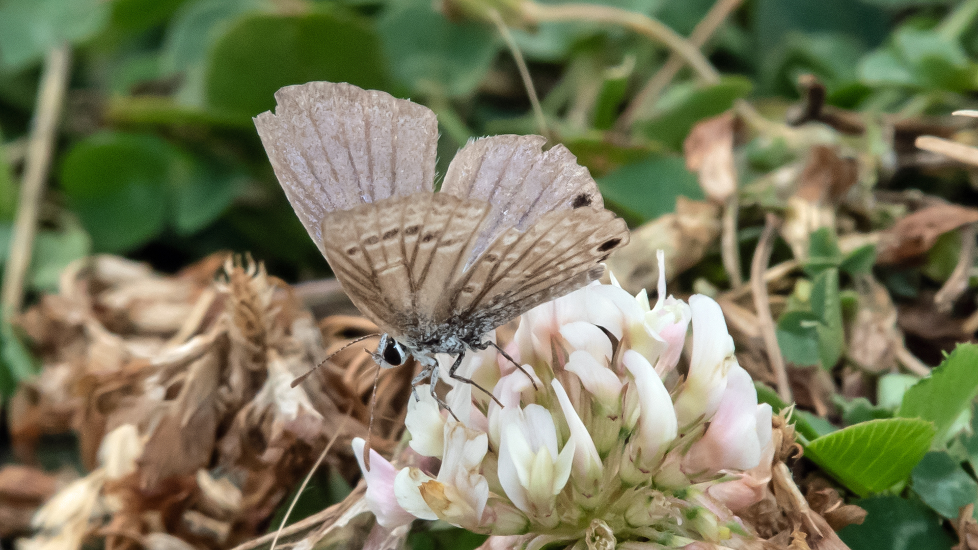 Male (worn) on white clover, Valles Caldera National Preserve, August 2023