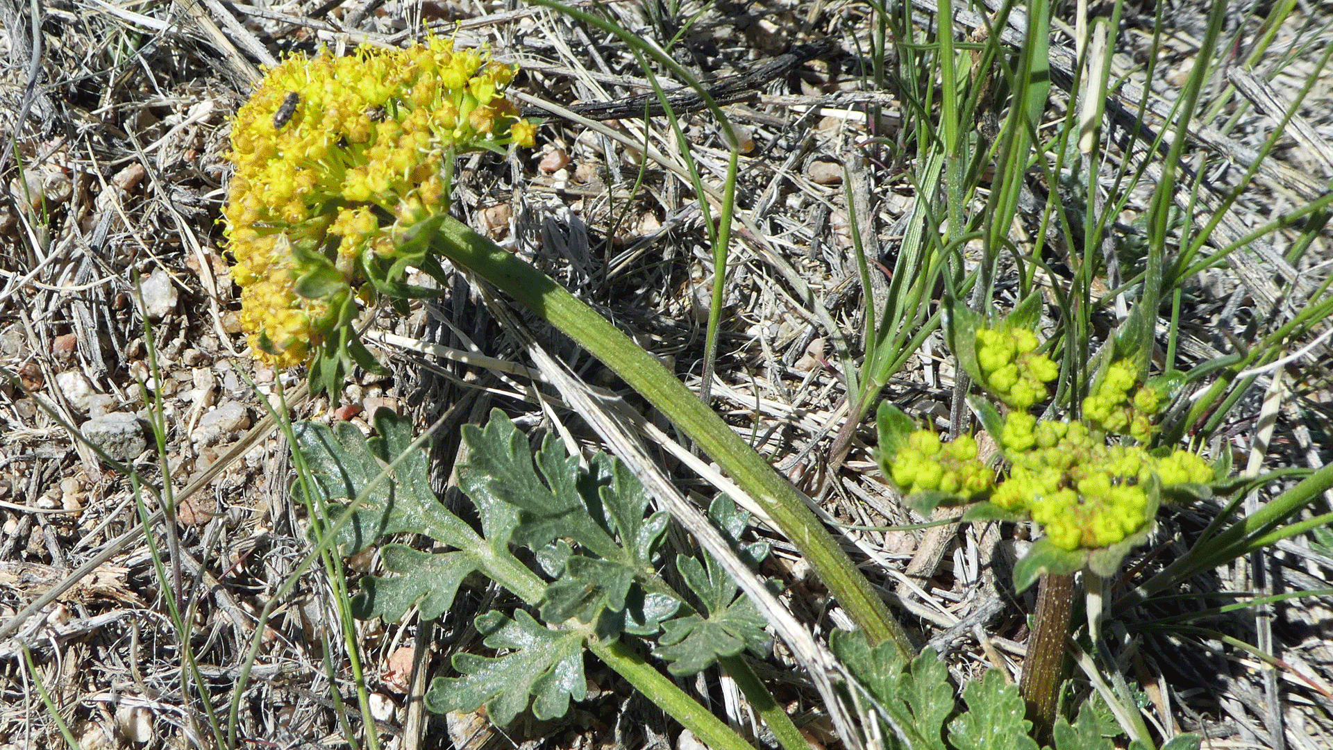 Sandia Mountains foothills, April 2020