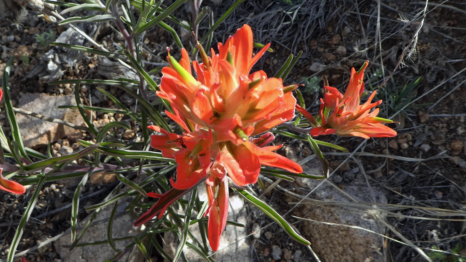 Sandia Mountains Foothills, April 2019