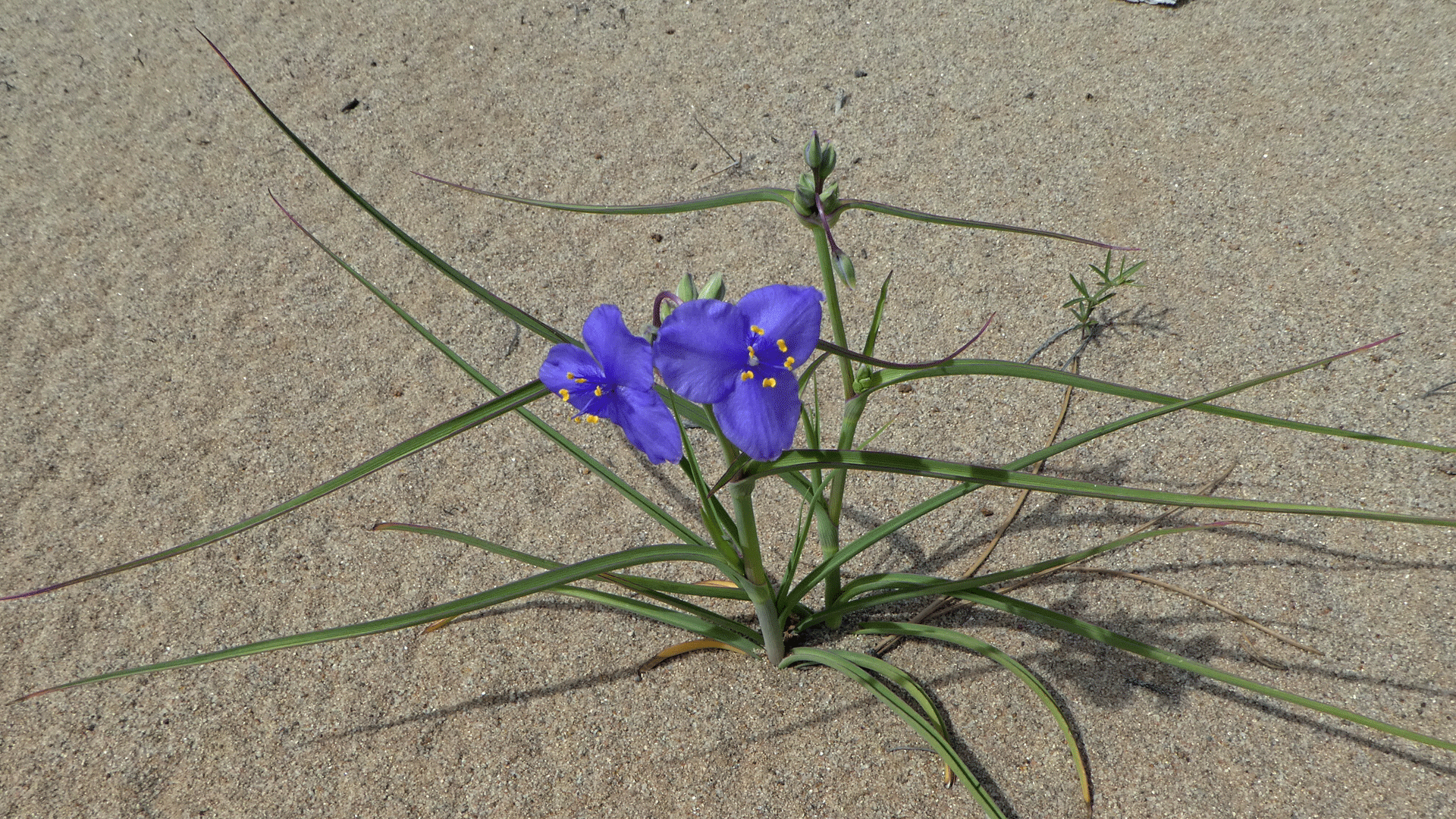 Mesa Portales, June 2019