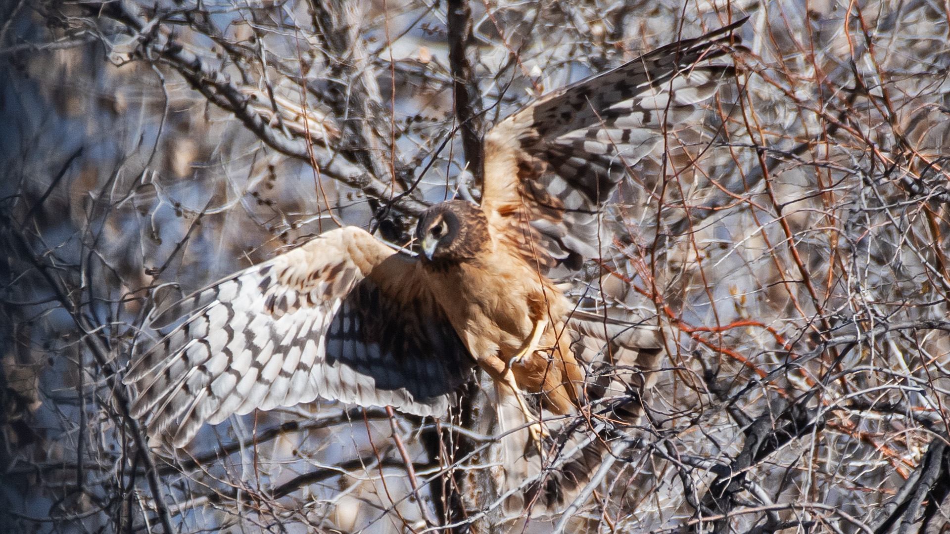 Immature, Rio Grande Nature Center, February 2025