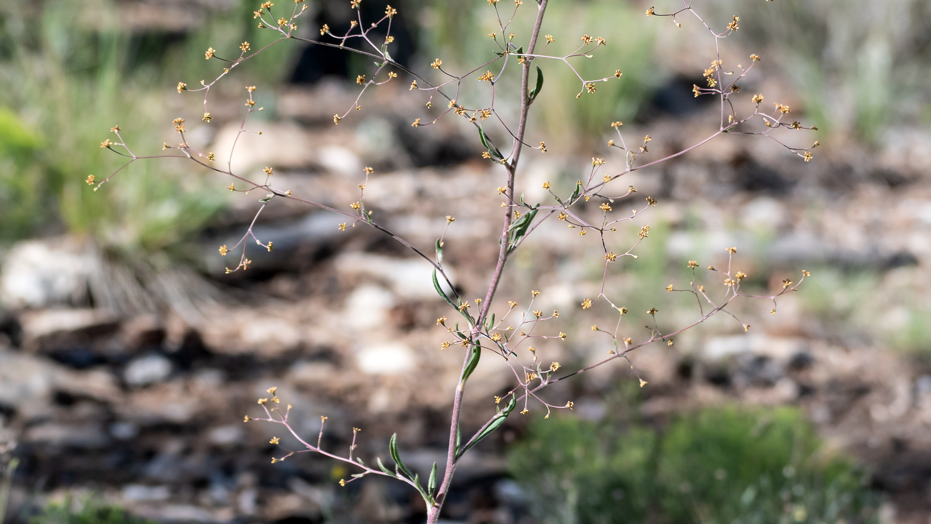 Manzanita Mountains, July 2025