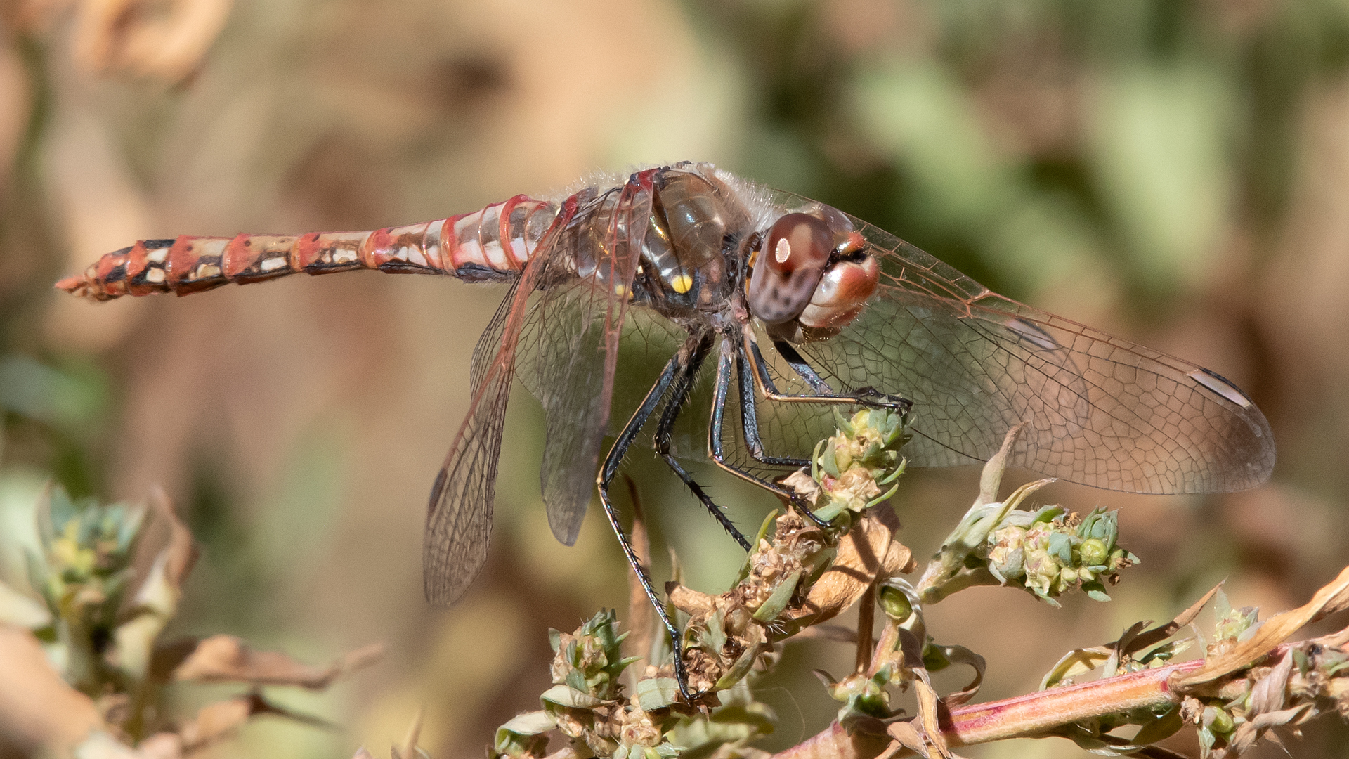 Male, Rio Grande Bosque, Albuquerque, October 2023