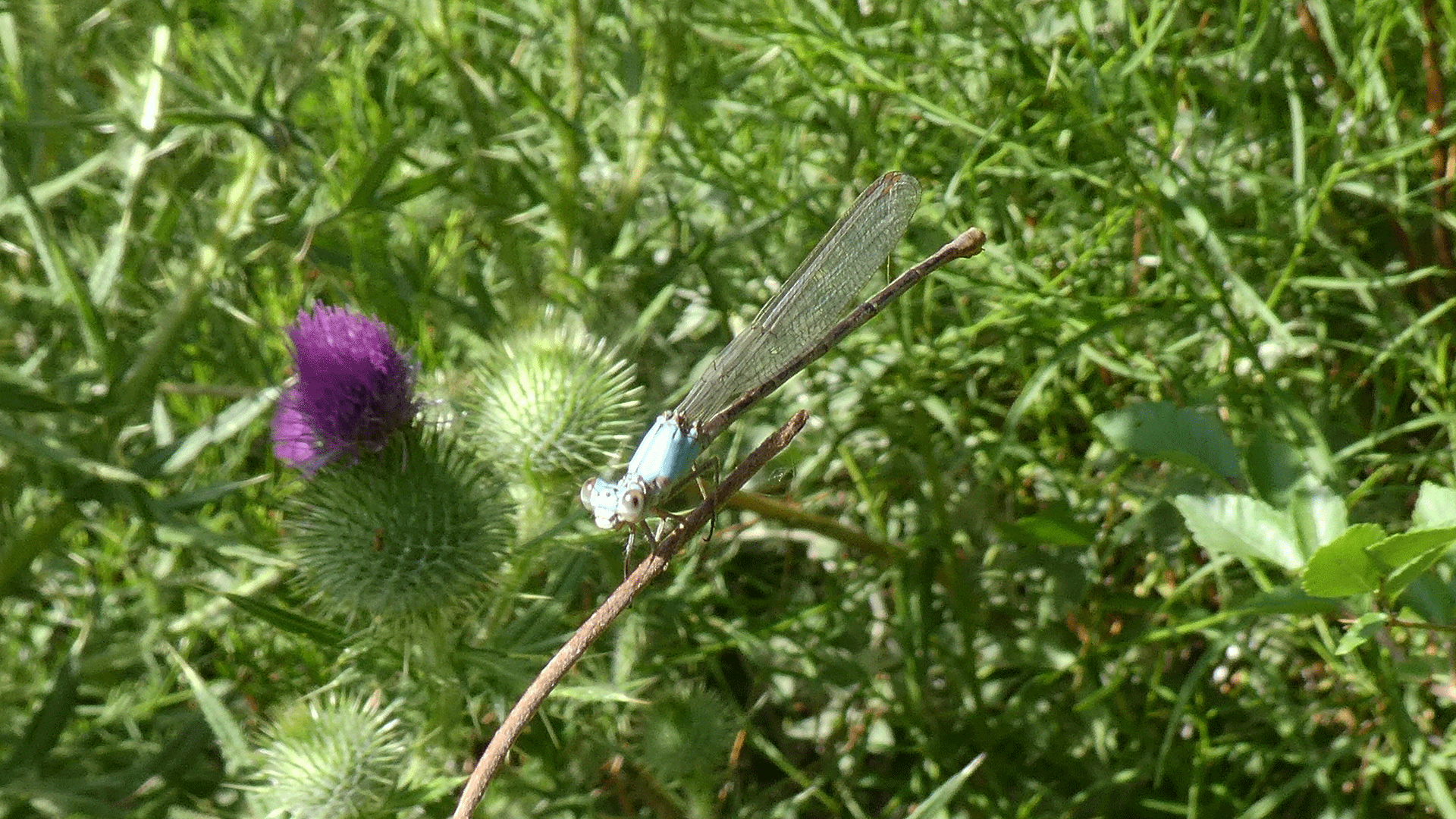 Blue form female, Rio Grande Bosque, Albuquerque, July 2020