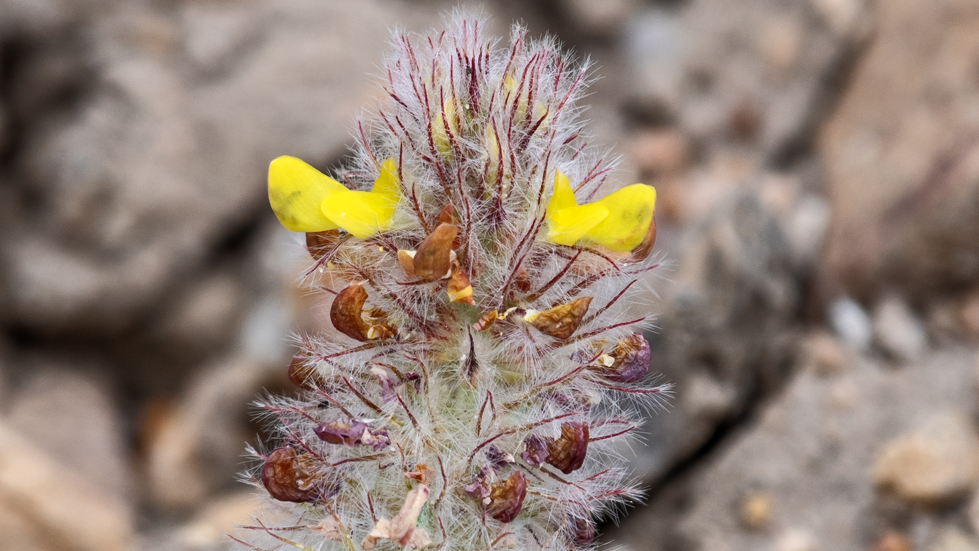 Galisteo Basin, June 2025