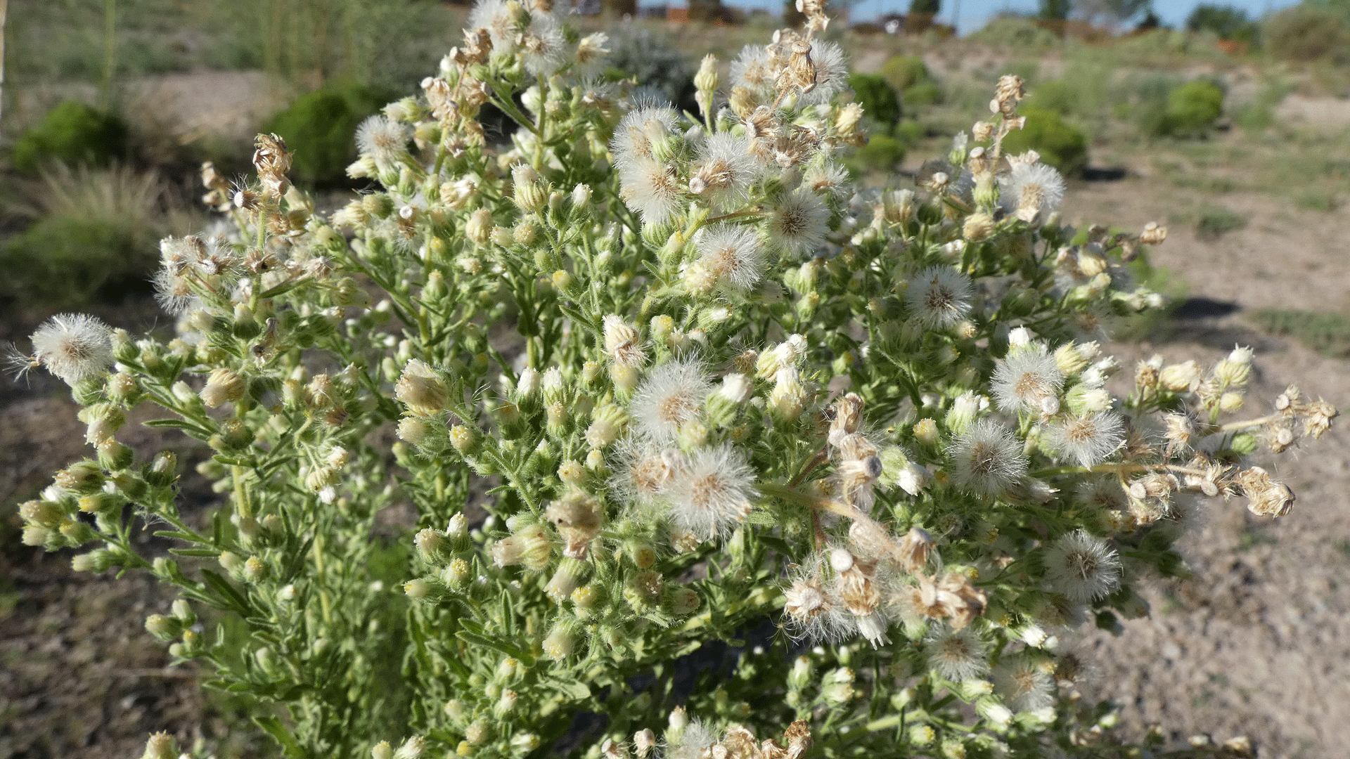 Flowers and seed heads, Albuquerque, August 2020