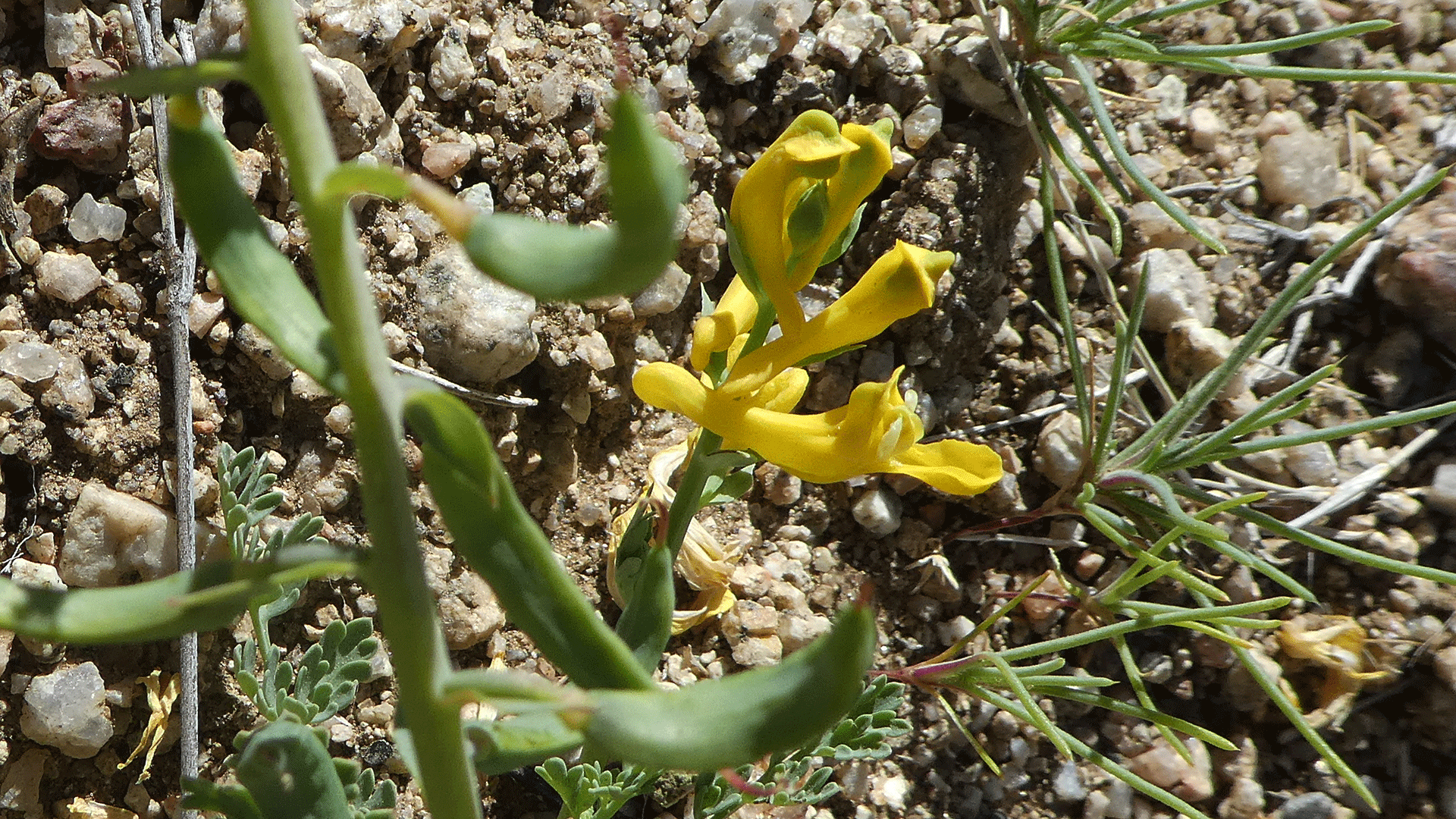Sandia Mountains foothills, April 2020