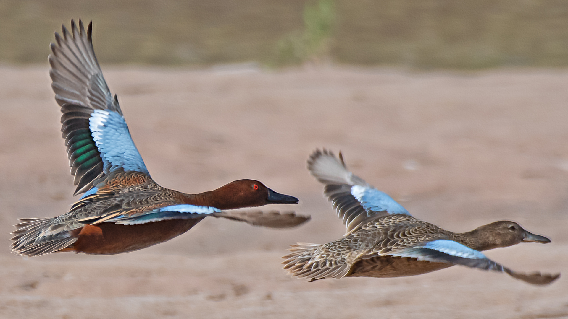 Male and female, Rio Grande, Albuquerque, May 2026