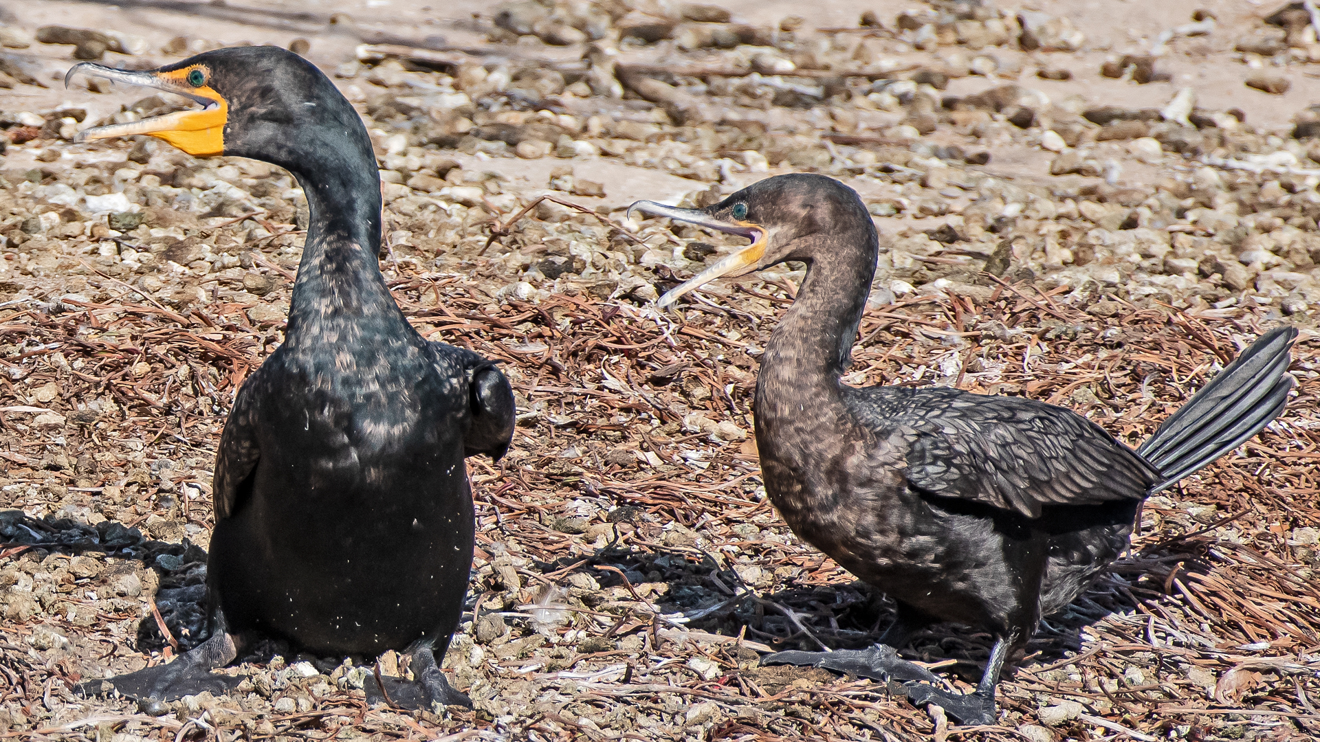 Versus neotropic cormorant, Tingley Beach, Albuquerque, February 2023