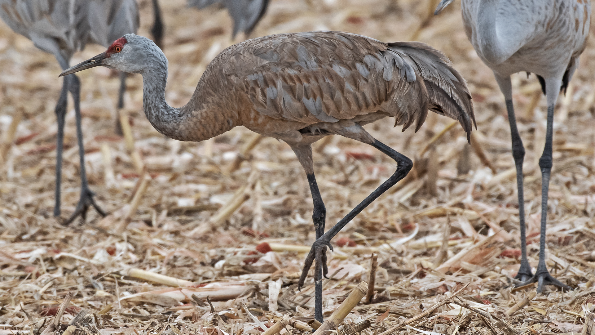 Lesser sandhill crane, LSGWC, January 2026