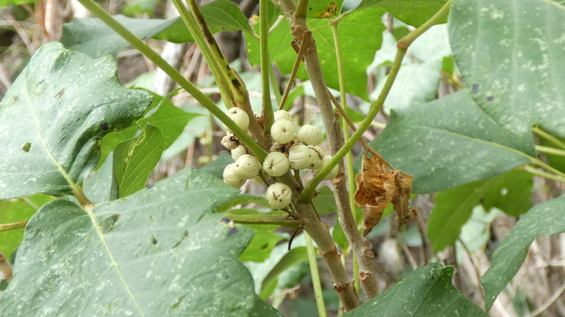 Berries, Sandia Mountains west foothills, August 2021