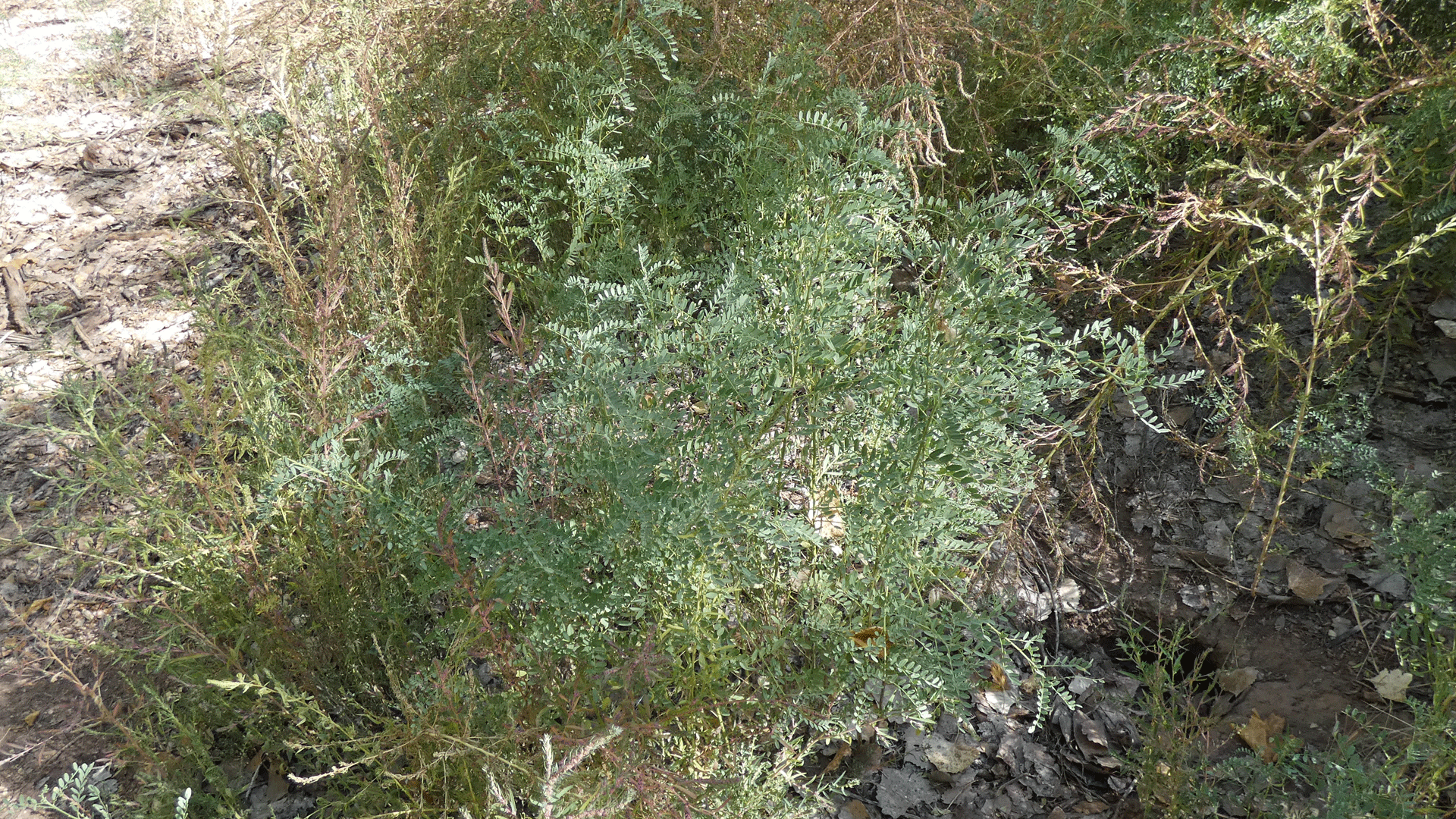 Rio Grande Bosque, Albuquerque, October 2020