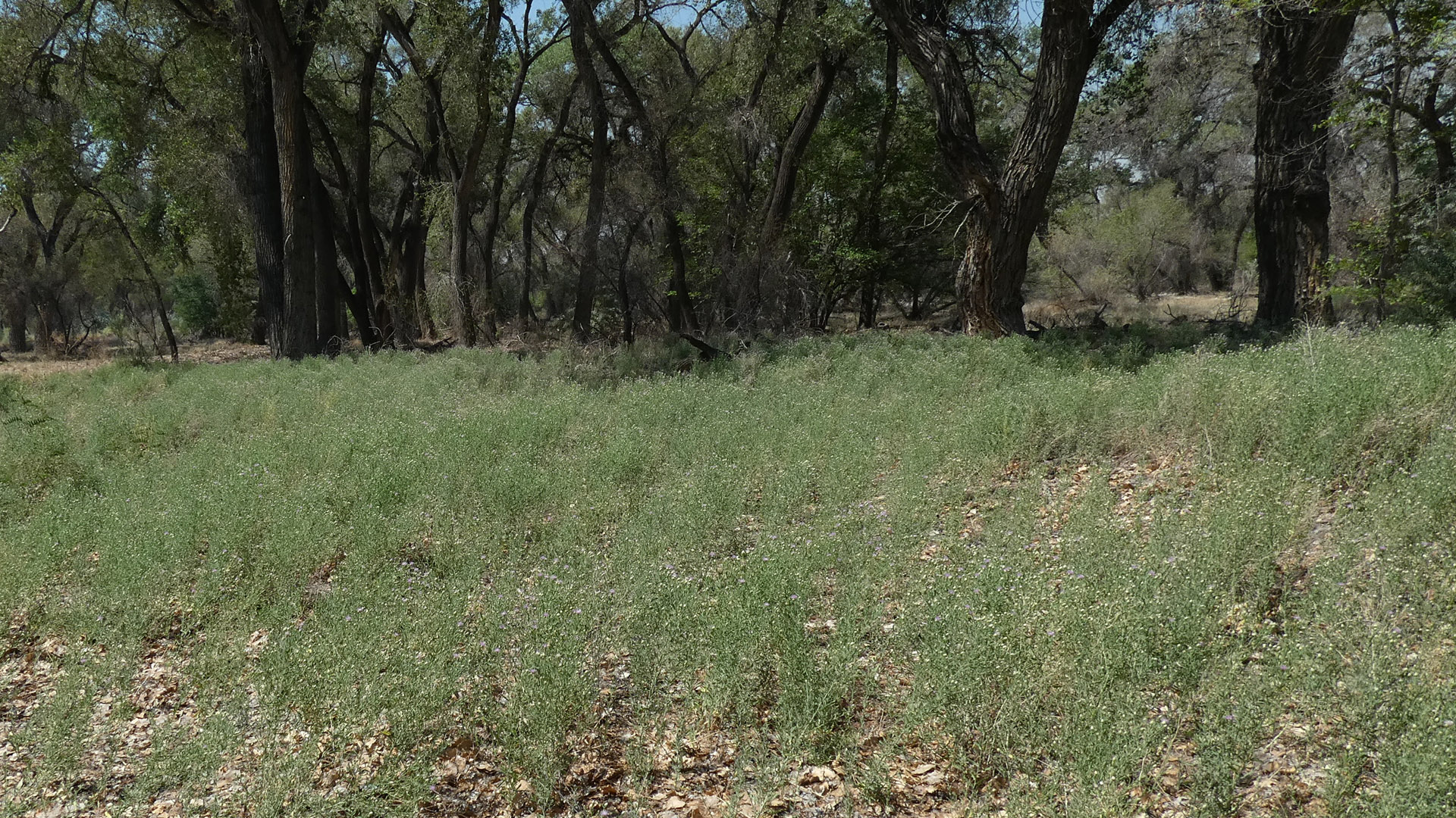 Rio Grande Bosque, Albuquerque, June 2021