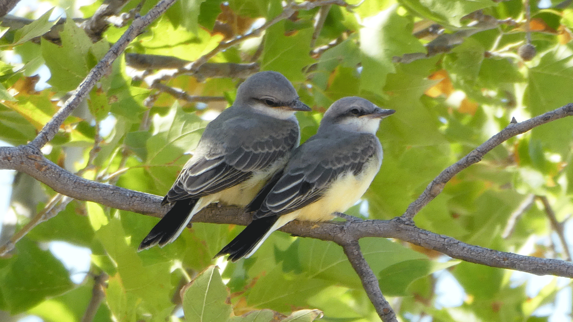 Pair, Albuquerque, July 2020