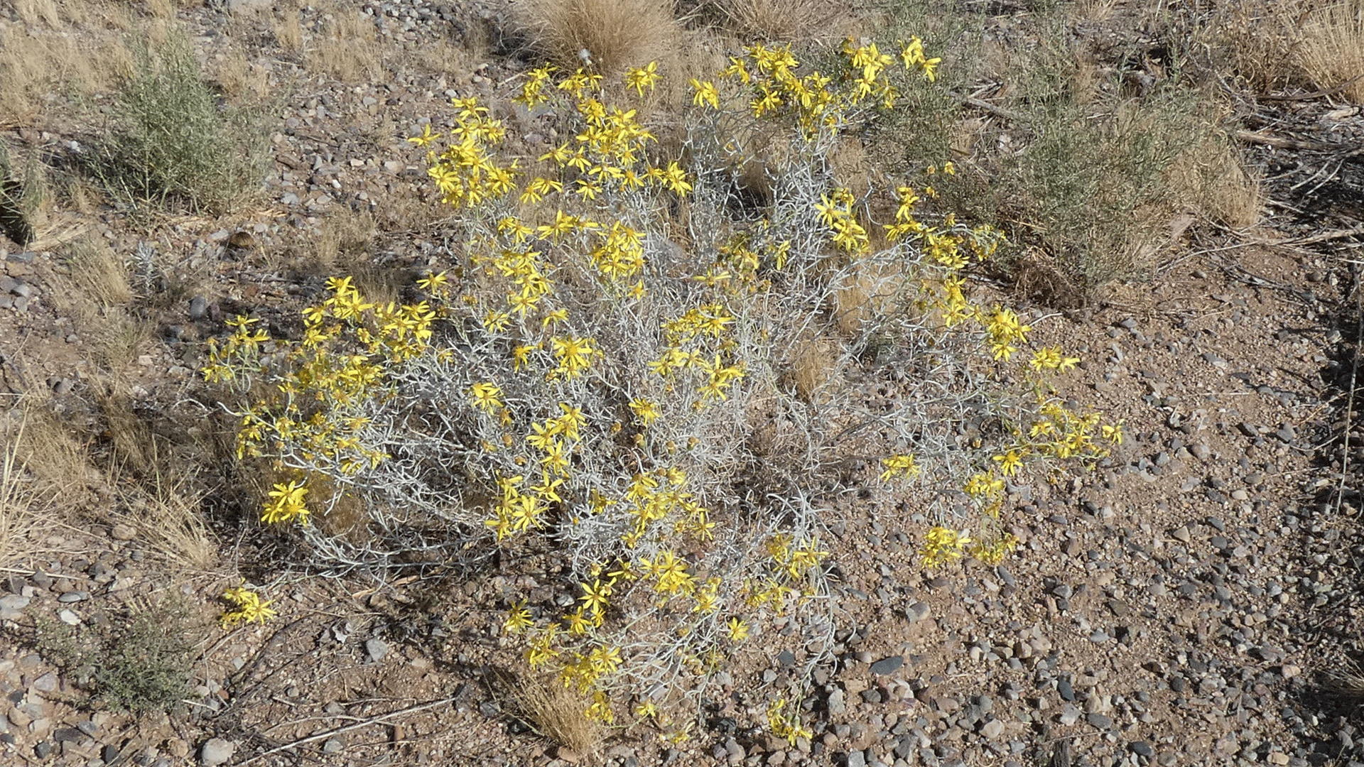 Albuquerque, October 2020