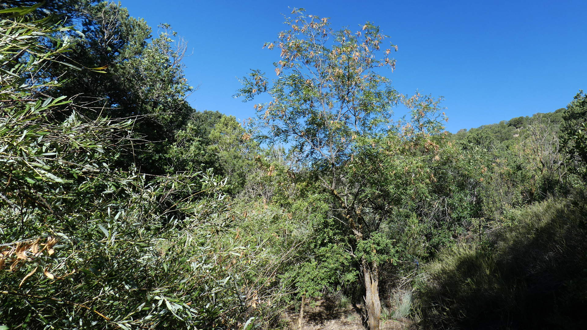 Tree at right of center, Sandia Mountains, September 2020