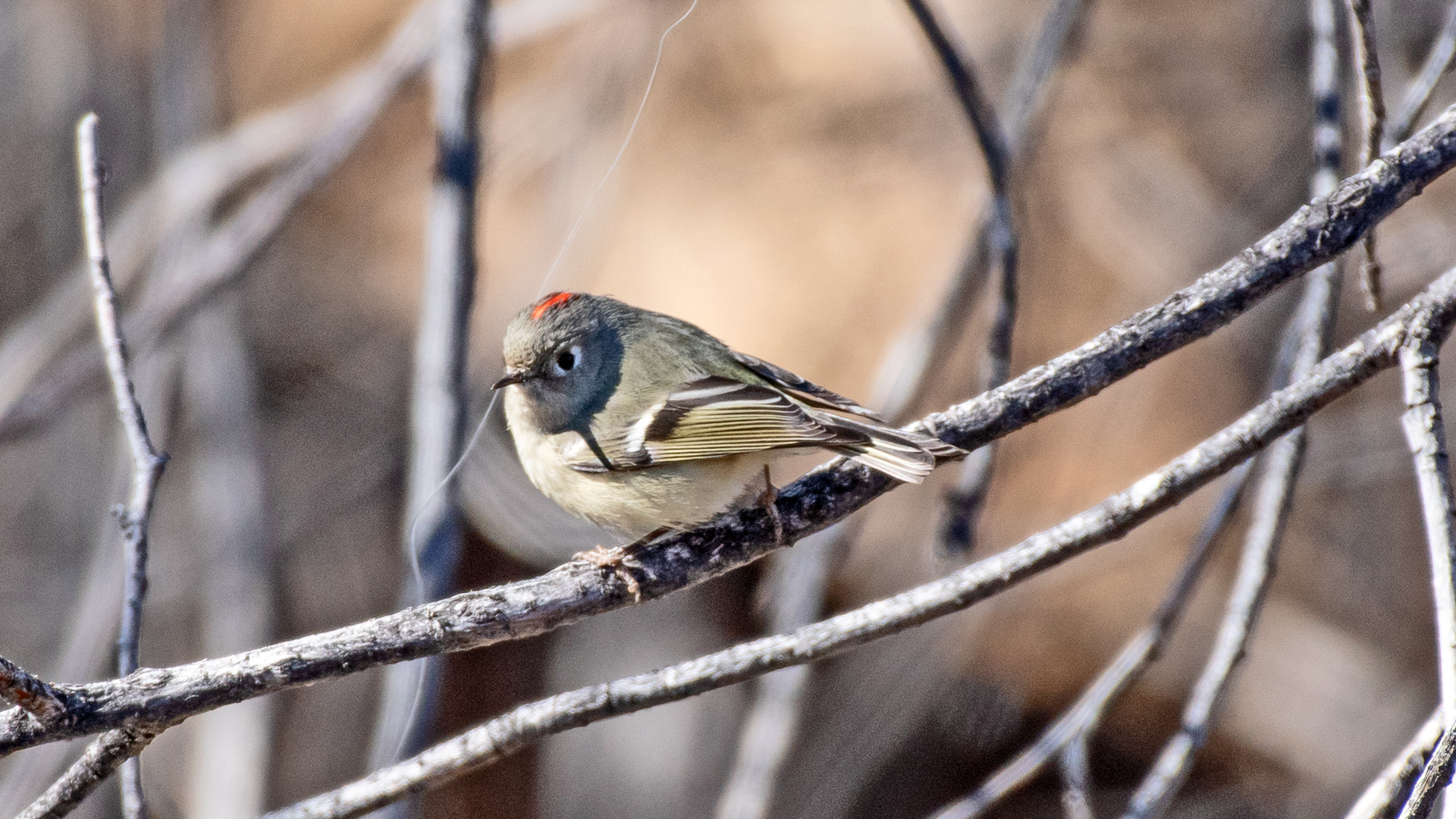 Male showing crest, Bachechi Open Space, Albuquerque, February 2023