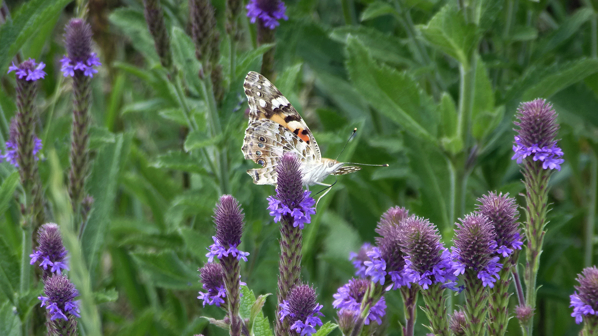 On New Mexico Vervain, Valles Caldera National Preserve, August 2017