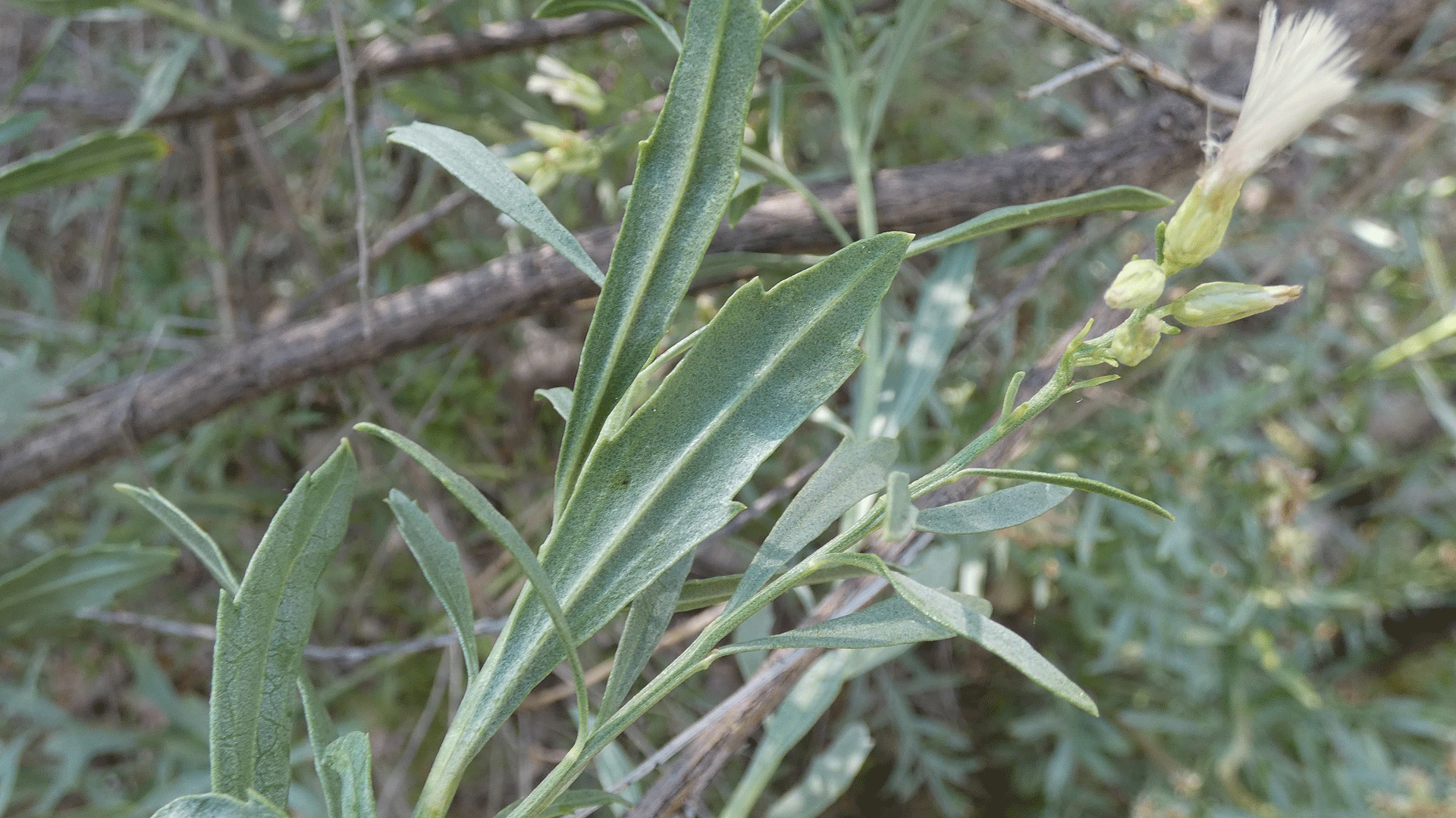 Leaves, Rio Grande Bosque, Albuquerque, August 2020