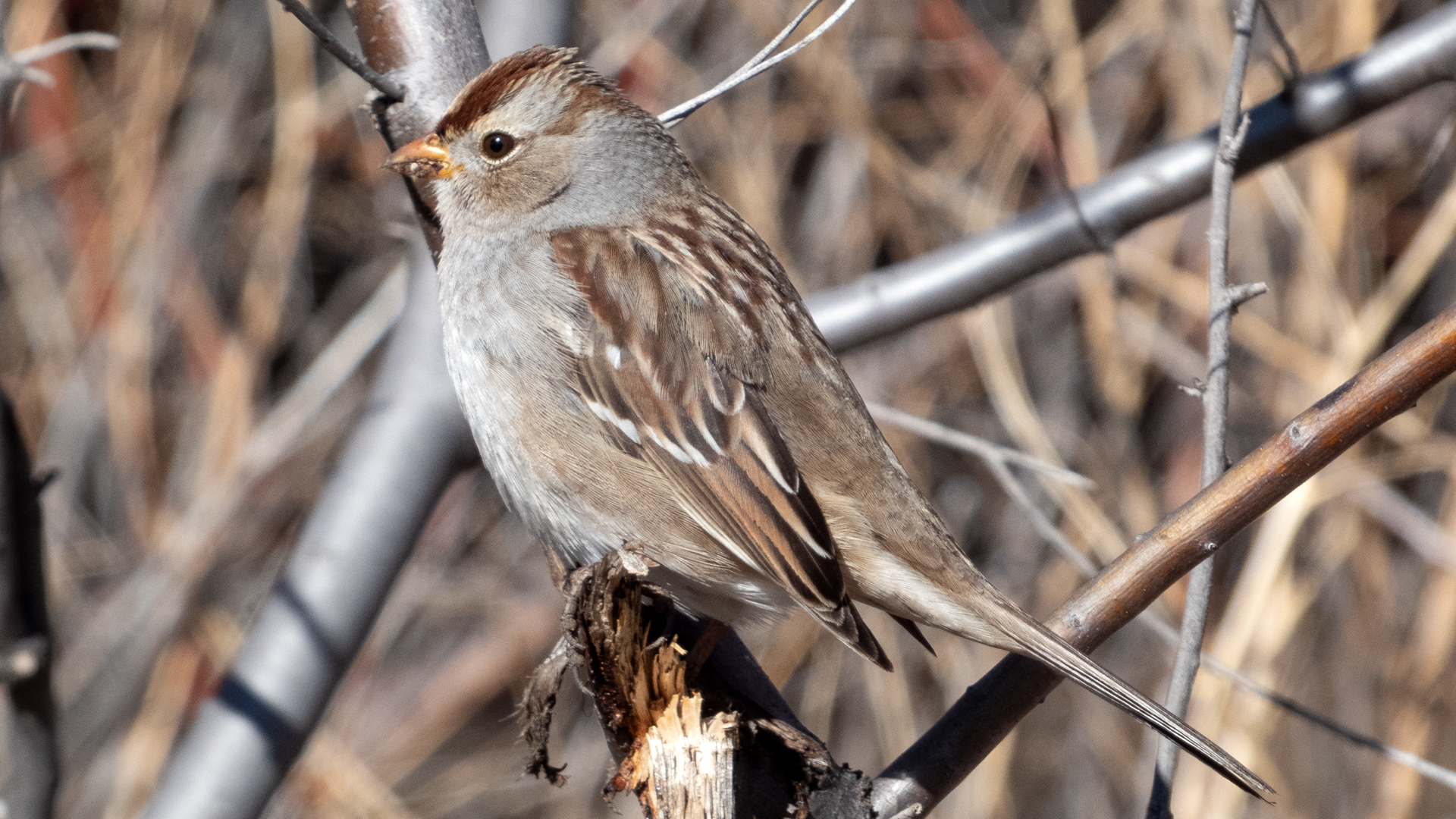 Immature, Sevilleta NWR visitor center, January 2023