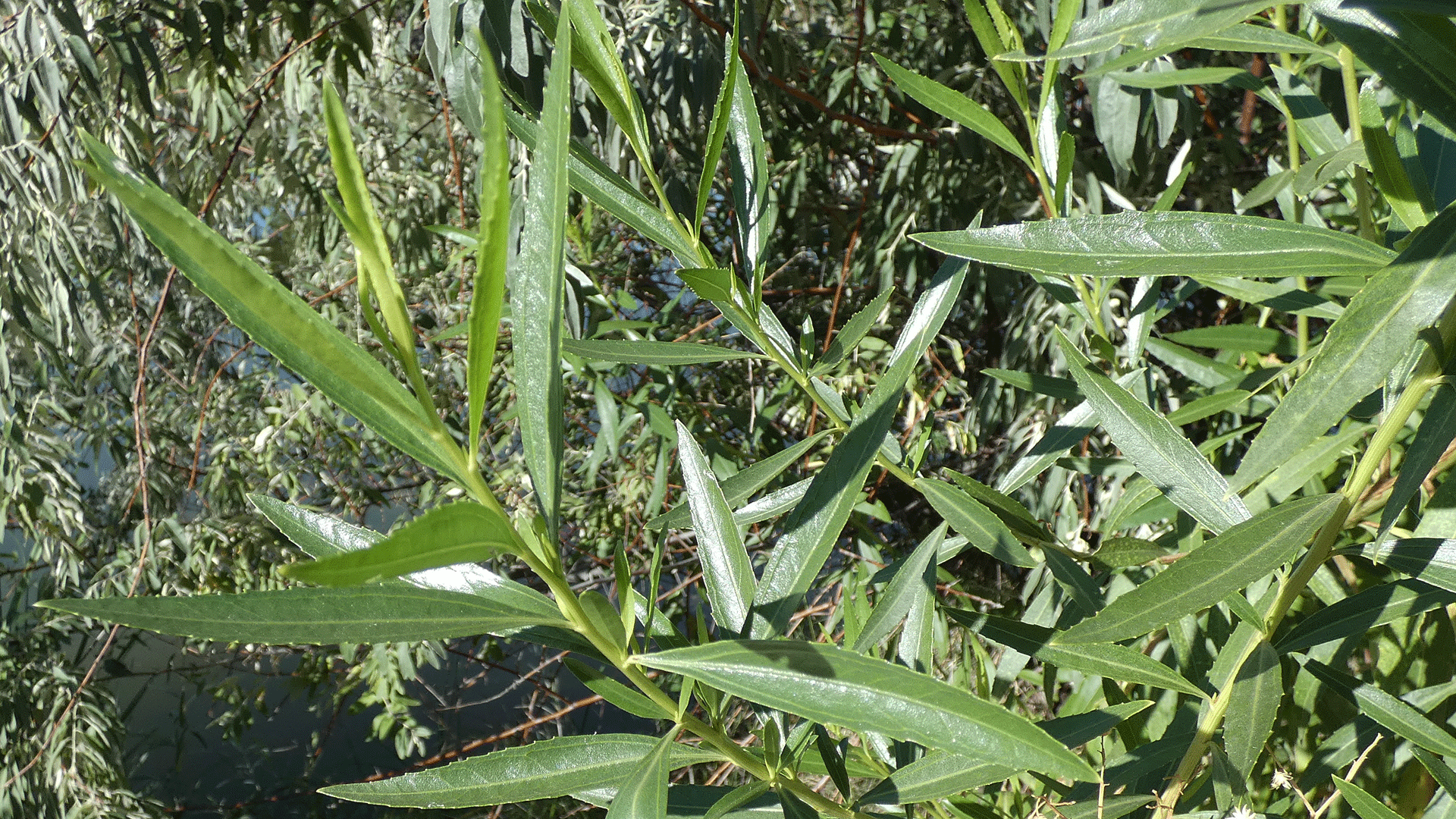 Leaves, Rio Grande Bosque, Albuquerque, August 2020