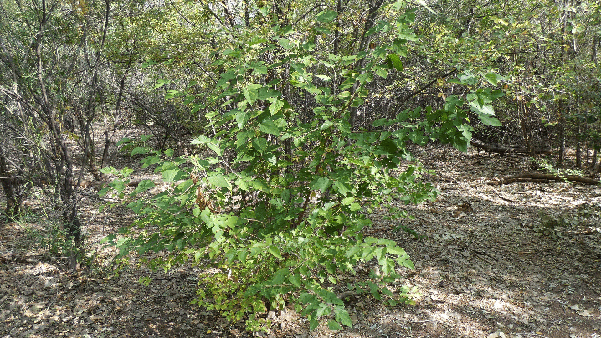 Rio Grande Bosque, Albuquerque, September 2020