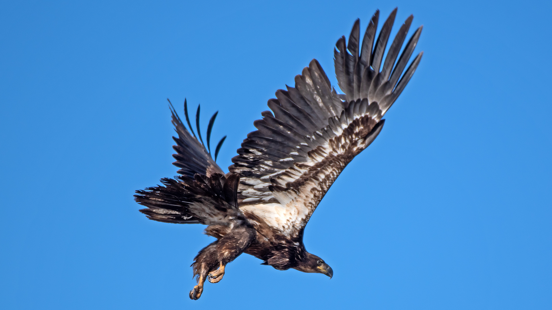 Juvenile, Isleta Lakes, February 2026