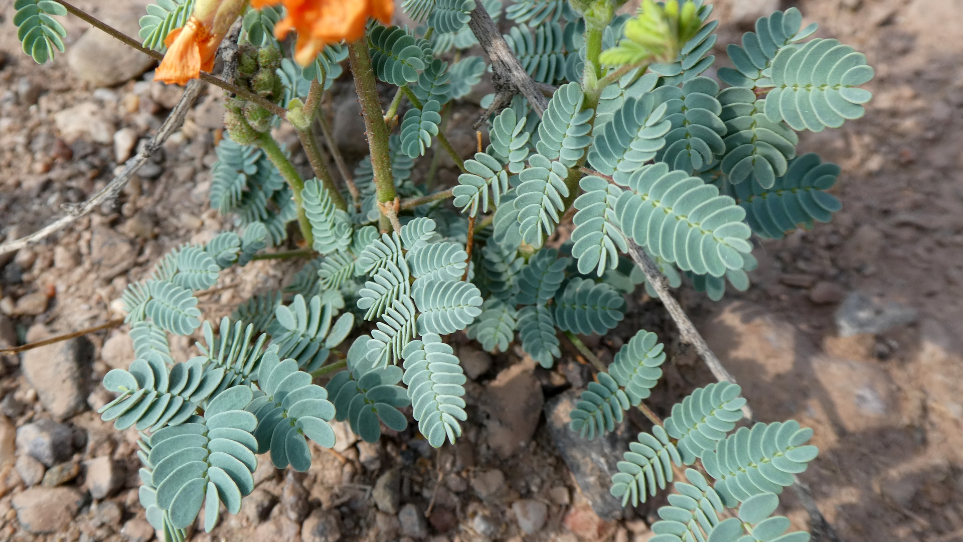 Leaves, Rio Puerco Valley, Valencia County, July 2021