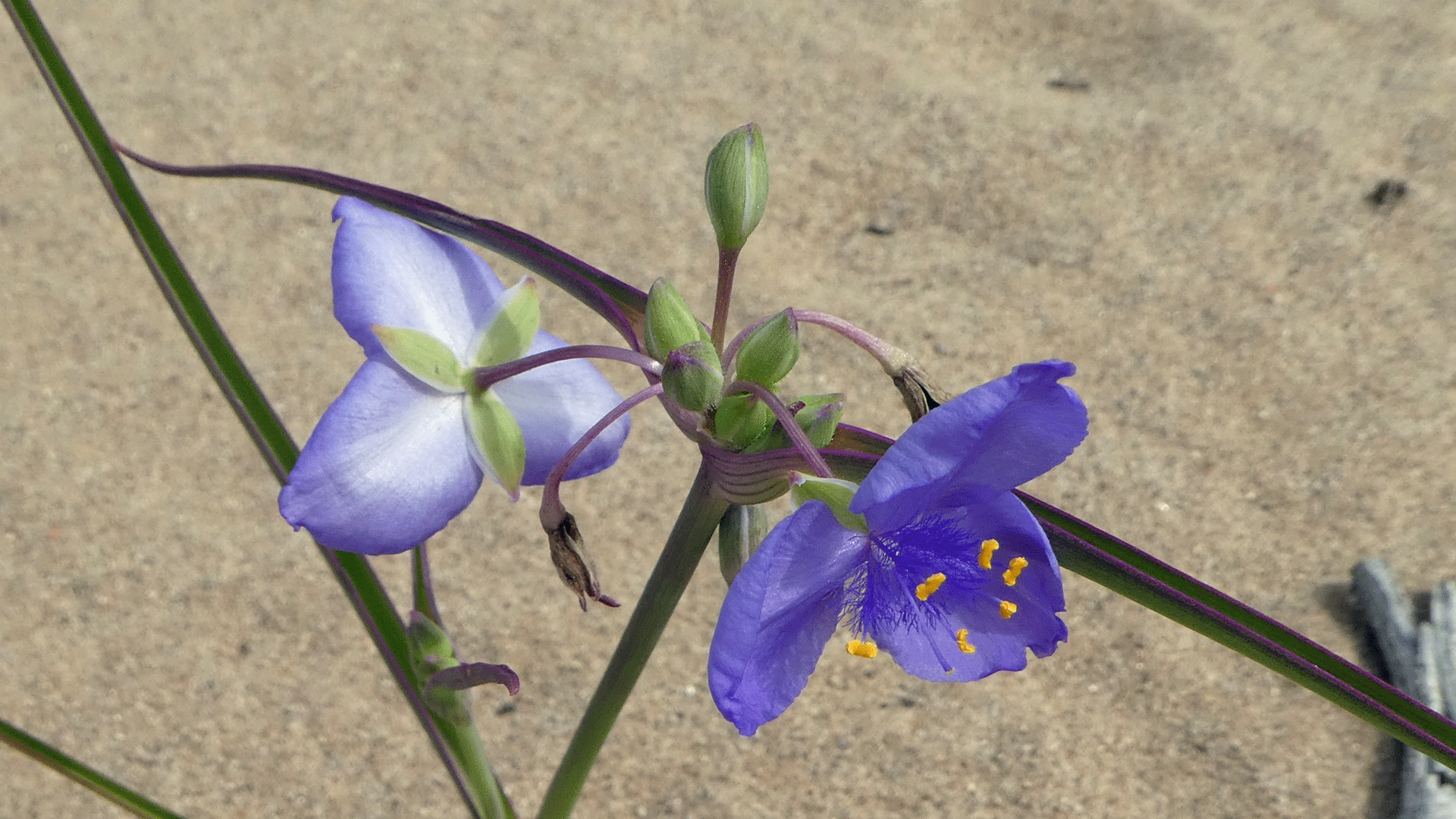 Mesa Portales, June 2019