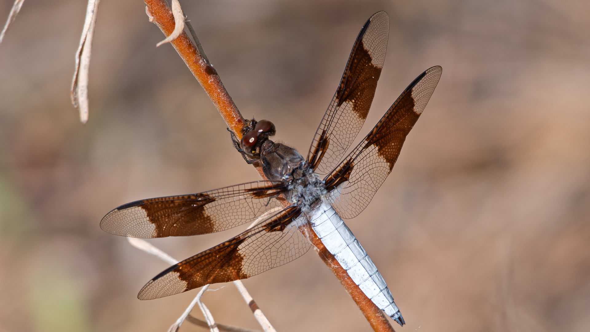Male, Rio Grande Bosque, Albuquerque, August 2025