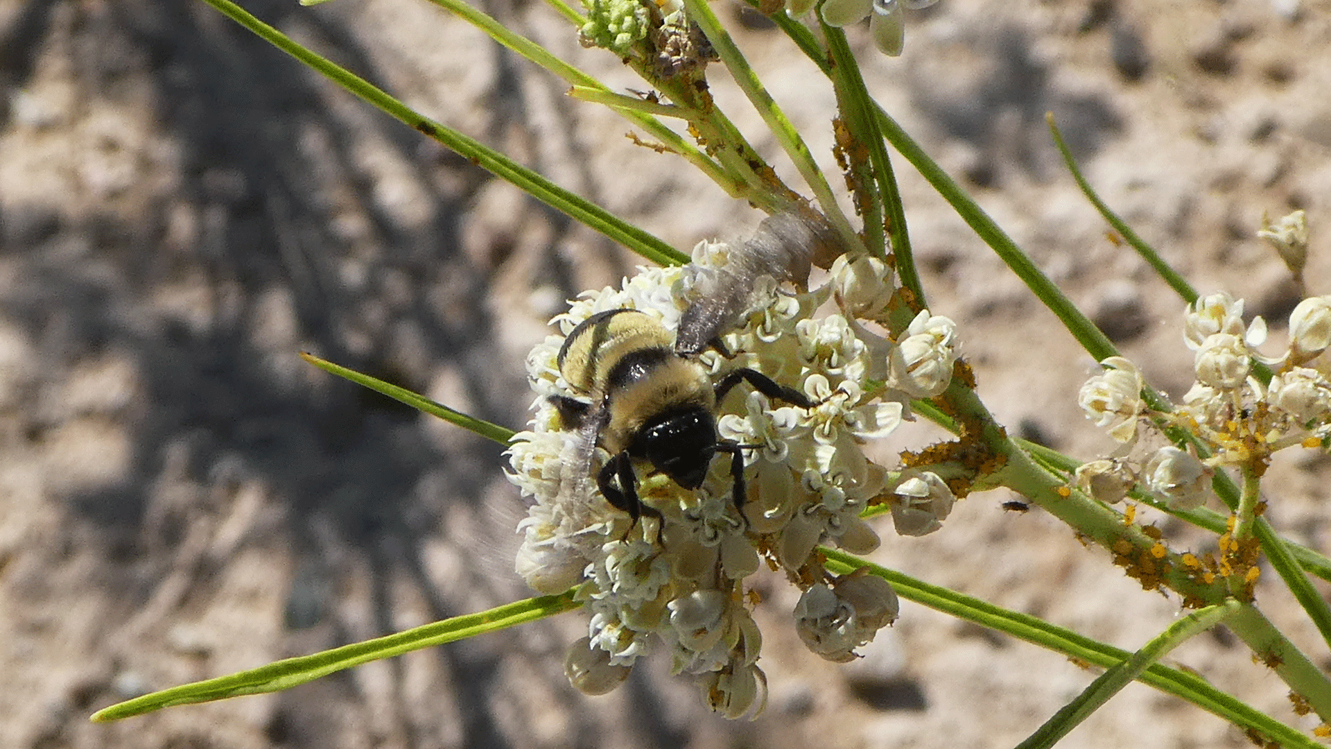 On Horsetail Milkweed, Albuquerque, June 2020