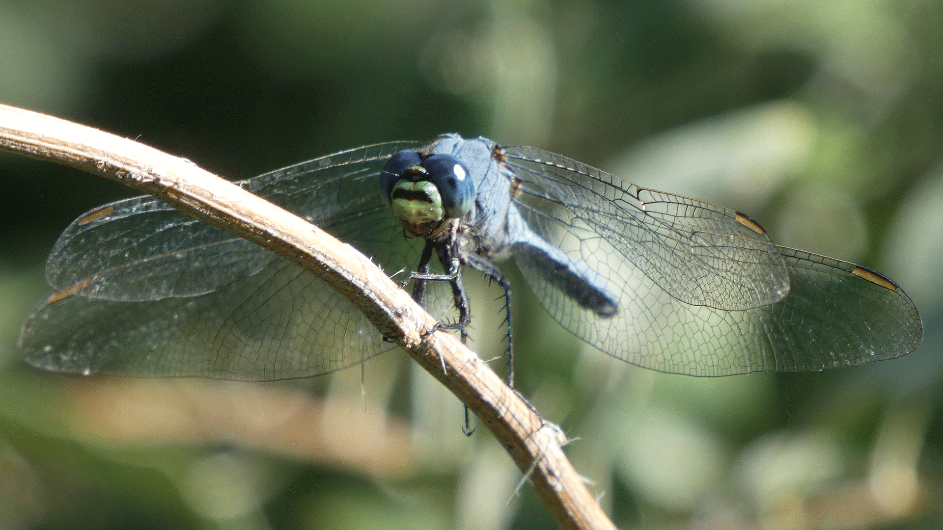 Male, Rio Grande Bosque, Albuquerque, August 2020