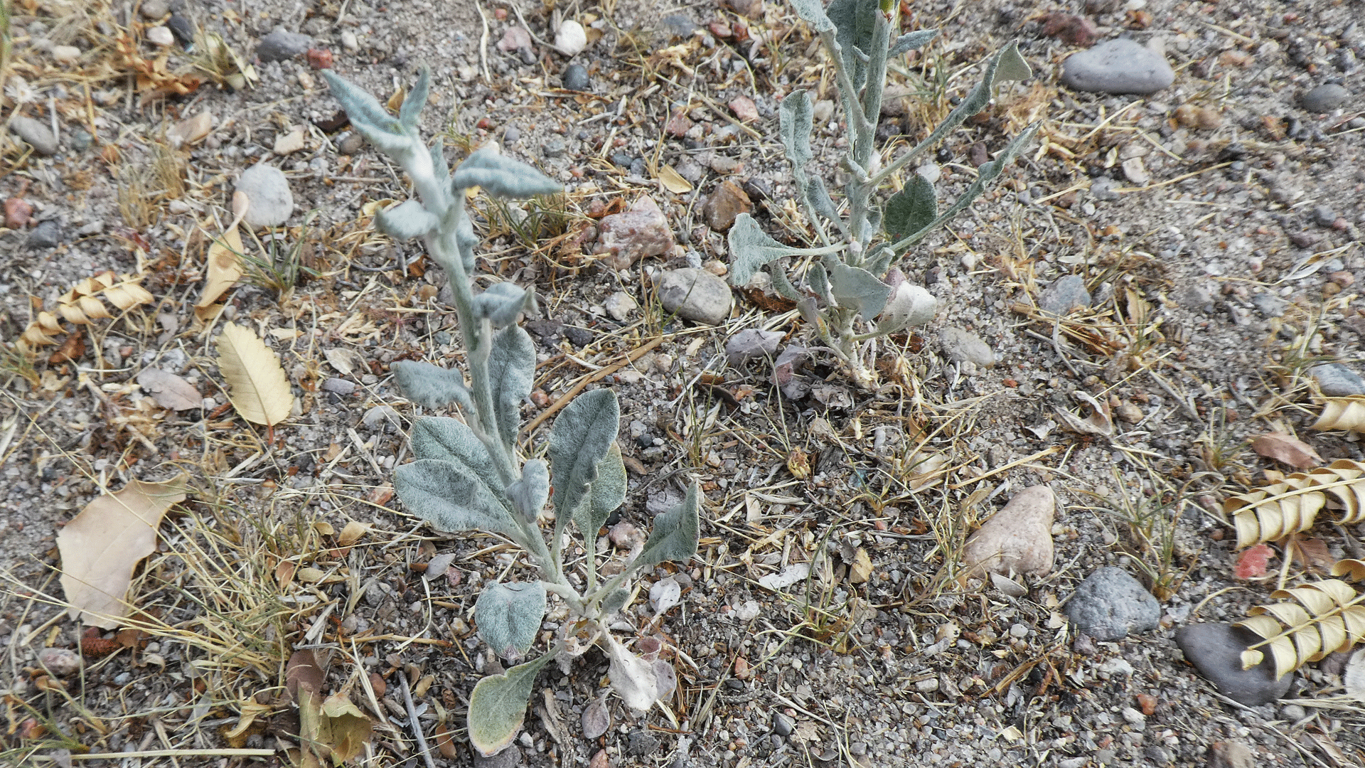 Young plants, Albuquerque, July 2020