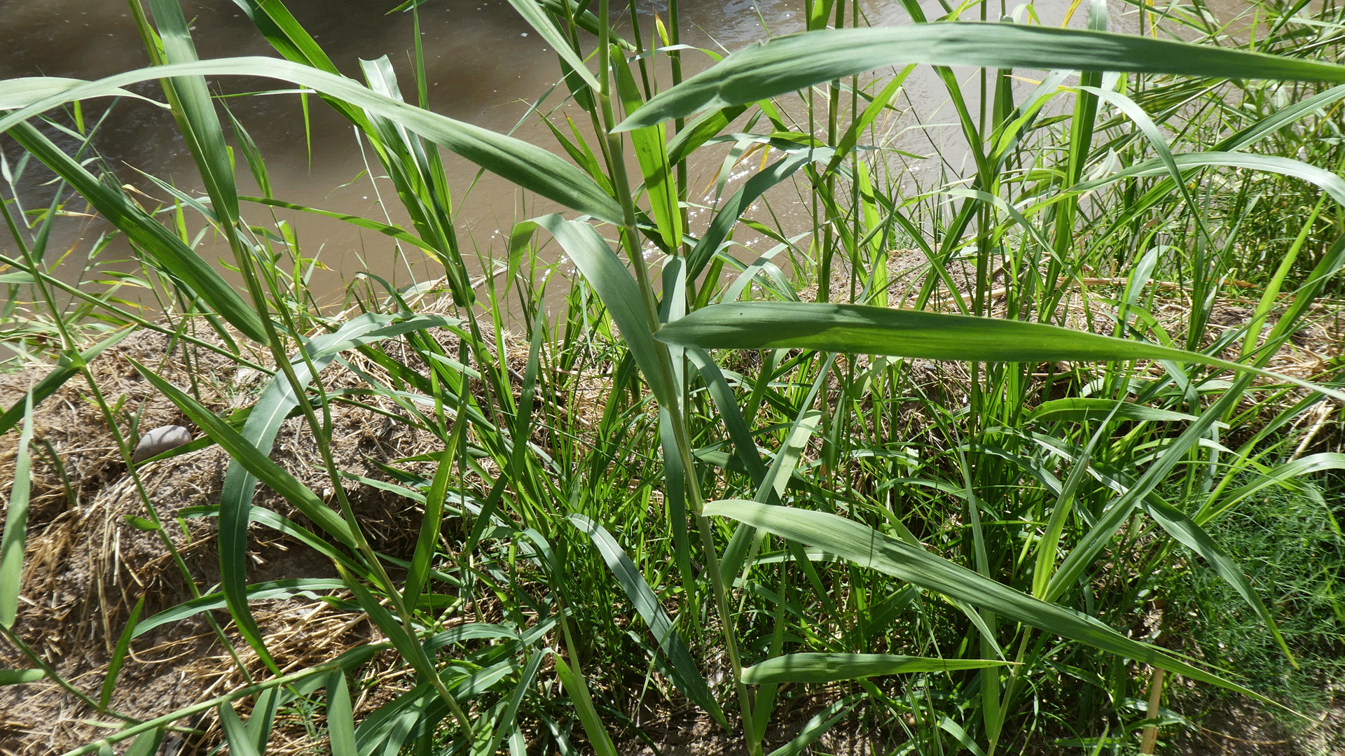 Rio Grande Bosque, Albuquerque, July 2020