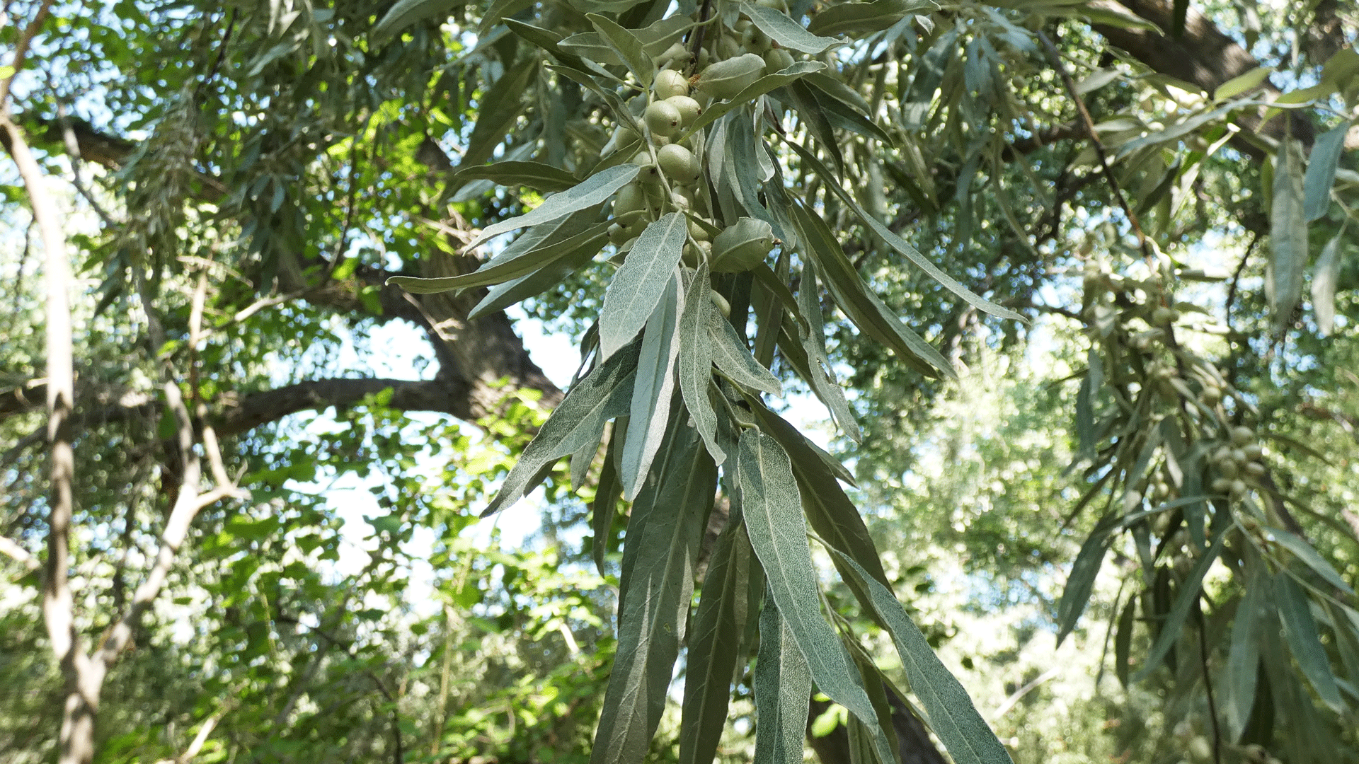 Rio Grande Bosque, Albuquerque, August 2020